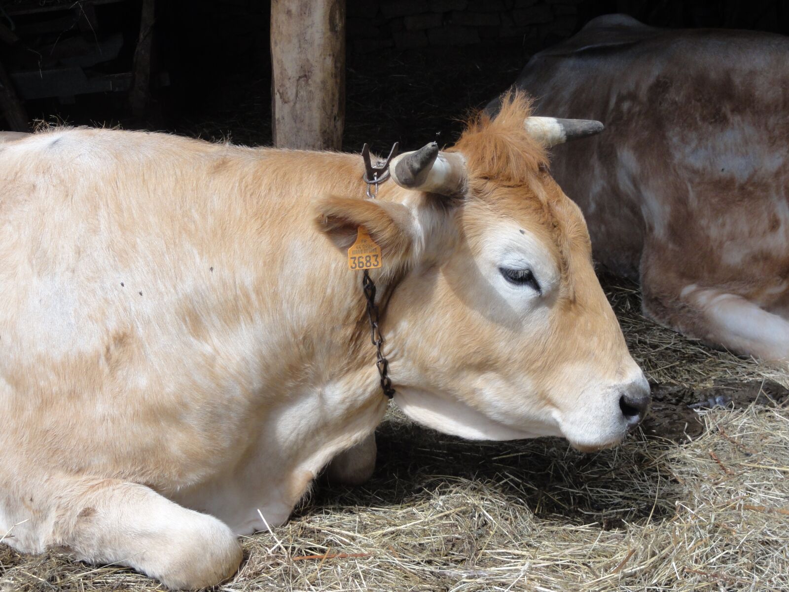 Sony DSC-HX5V sample photo. Portrait, cow, animals photography