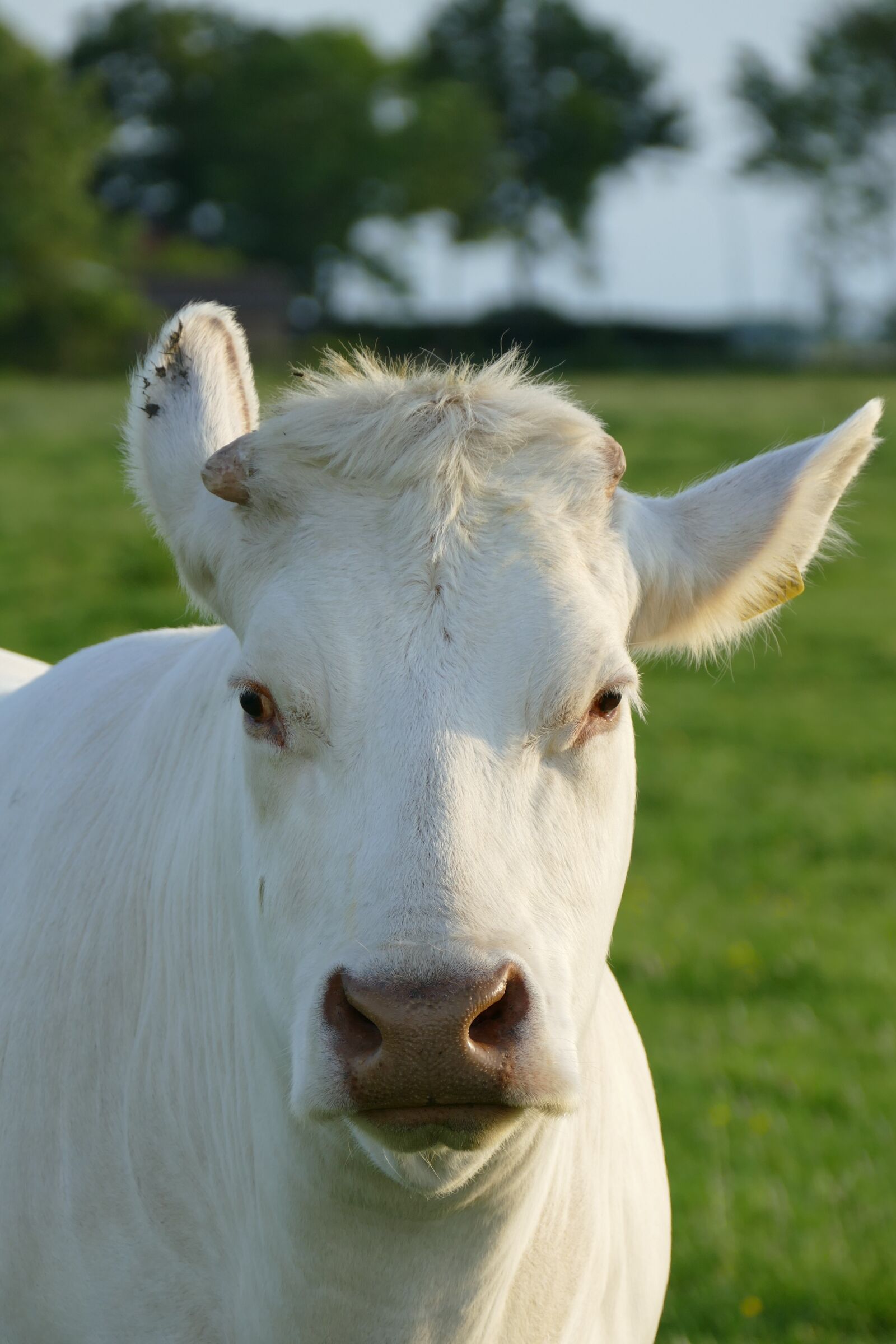 Panasonic Lumix DMC-FZ1000 sample photo. Cow, white, ruminant photography