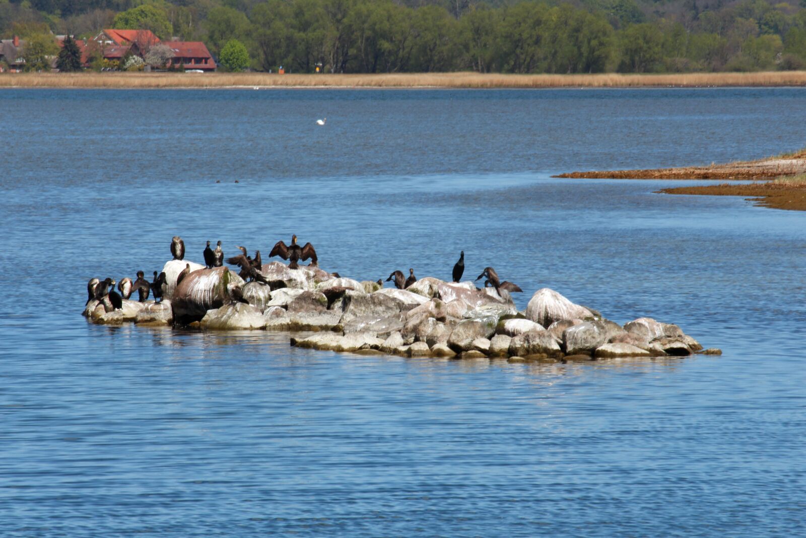 Canon EF-S 55-250mm F4-5.6 IS STM sample photo. Cormorants, gager, r gen photography