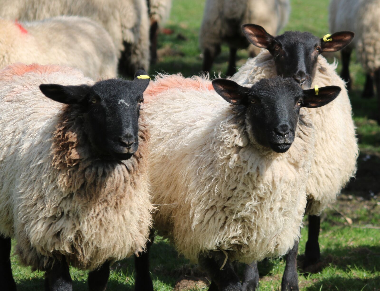 Canon EOS 750D (EOS Rebel T6i / EOS Kiss X8i) + Canon EF 28-135mm F3.5-5.6 IS USM sample photo. Sheep, lamb, field photography