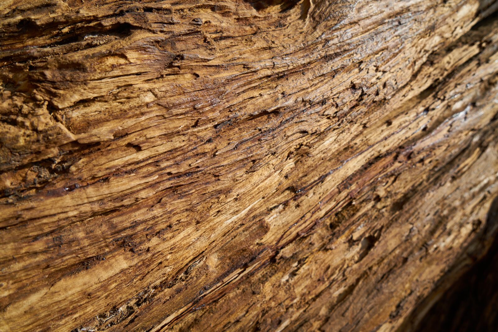 Sony a7R II sample photo. Tree, texture, wood-fibre boards photography