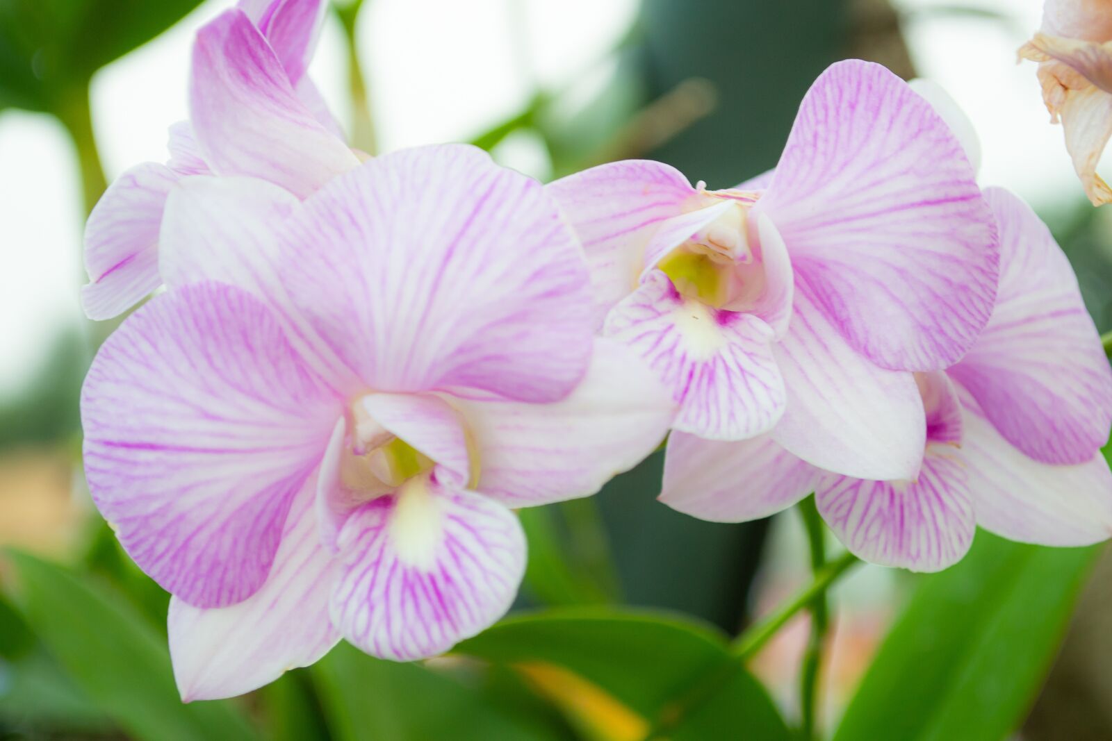 Nikon D3100 sample photo. Macro, sunlight, flower garden photography