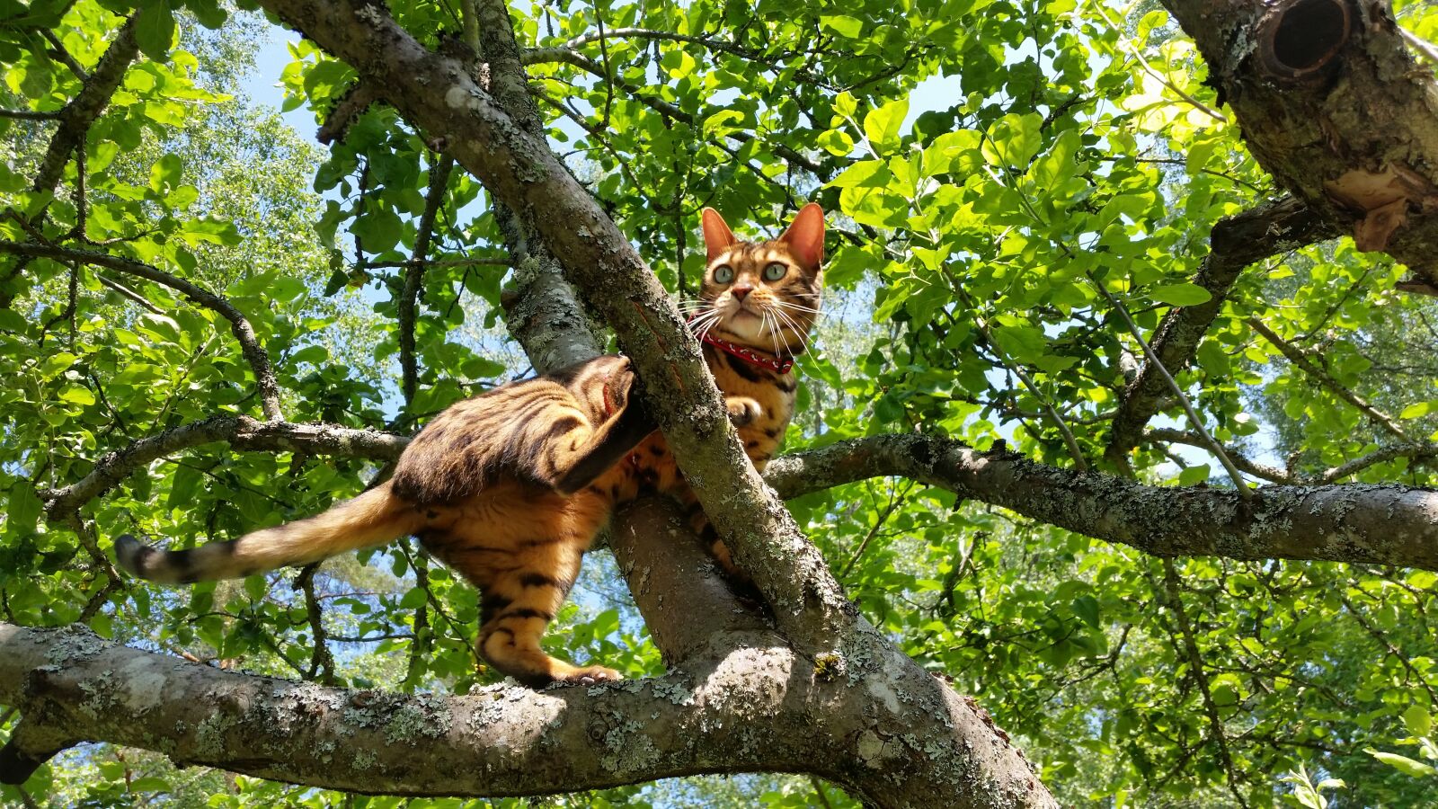 Samsung Galaxy S5 sample photo. Tree, cat, animals photography