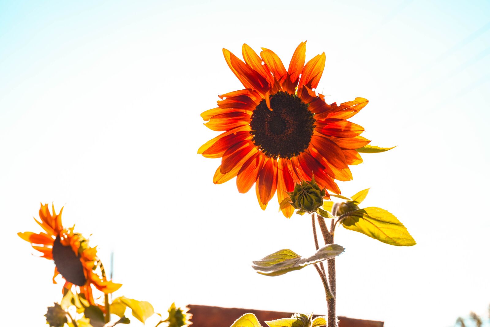 Nikon D7200 sample photo. Sunset, summer, nature photography