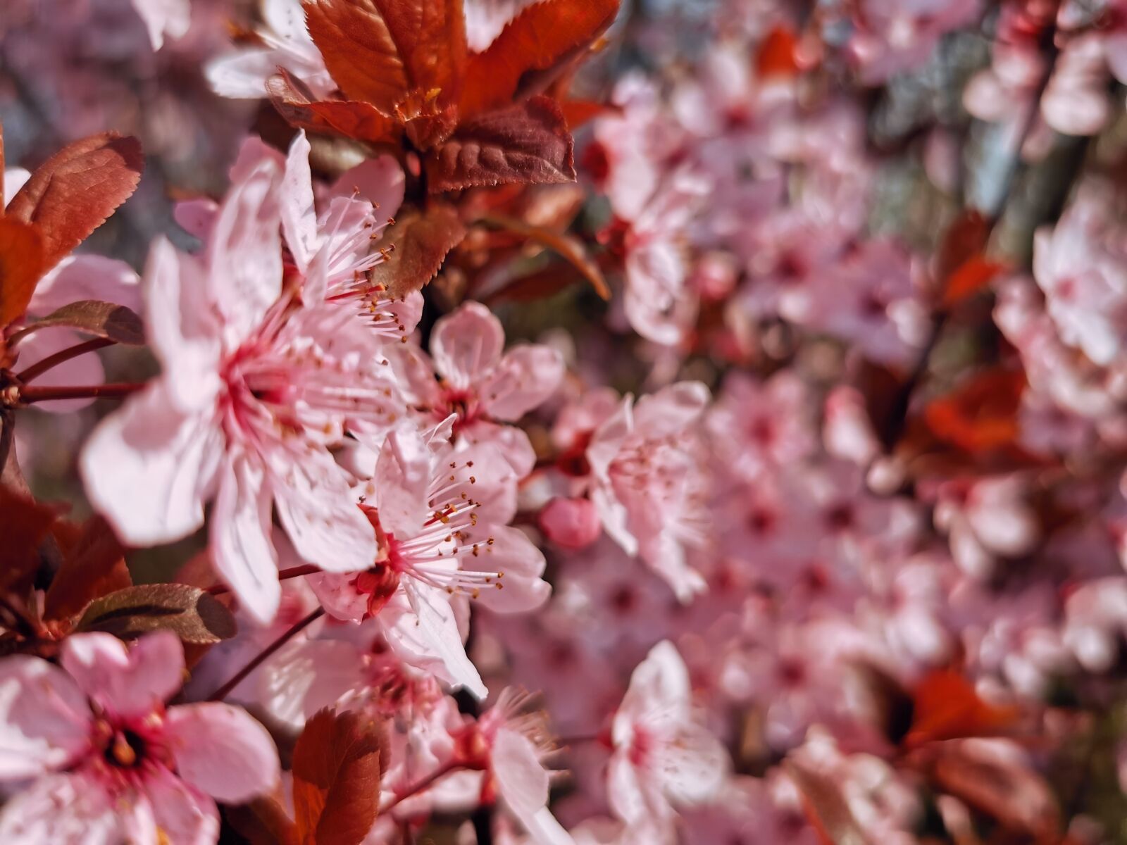 HUAWEI P30 Pro sample photo. Cherry blossom, japan, tree photography