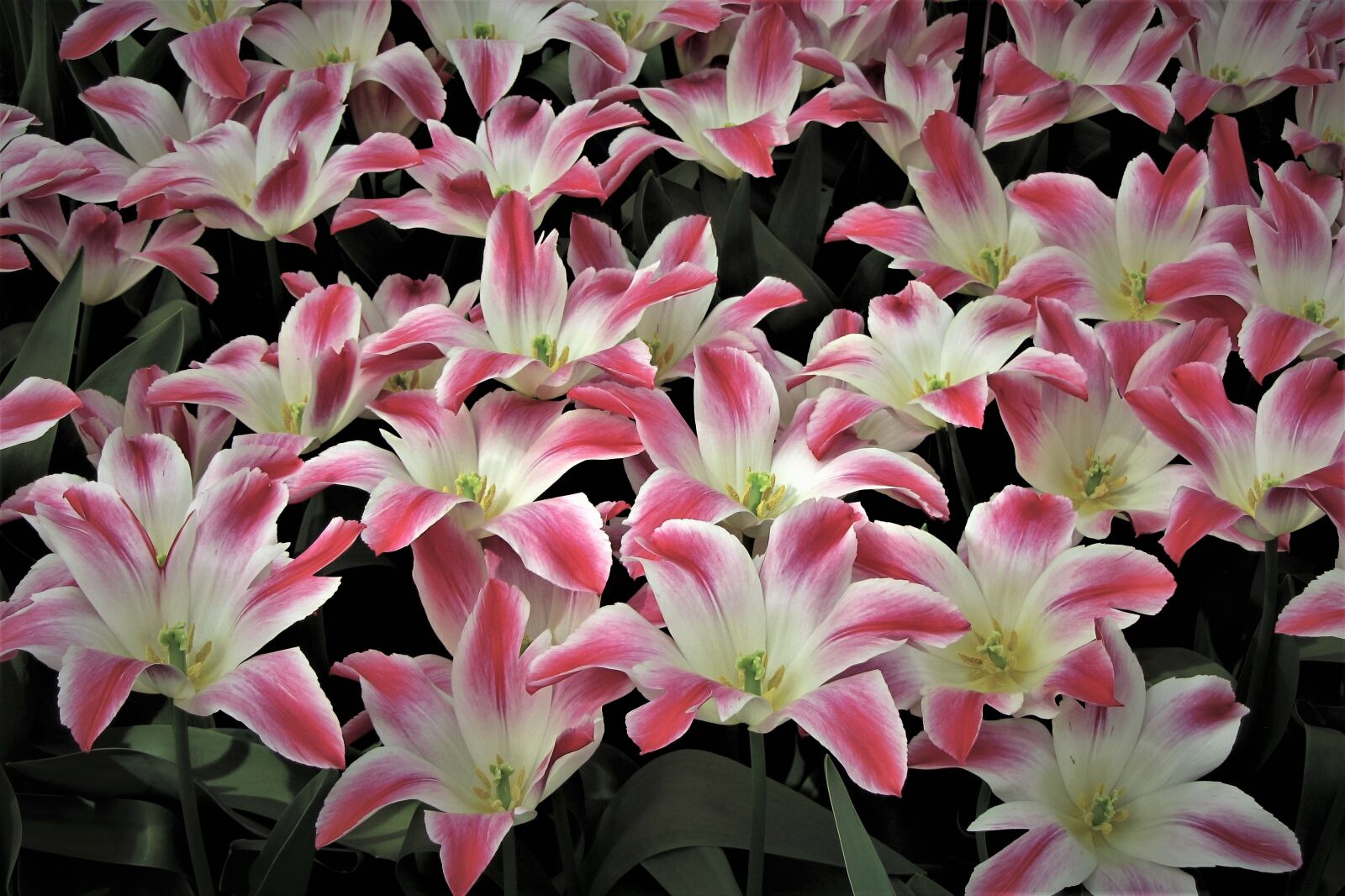 Canon PowerShot SX220 HS sample photo. Tulips, tulip, holland photography