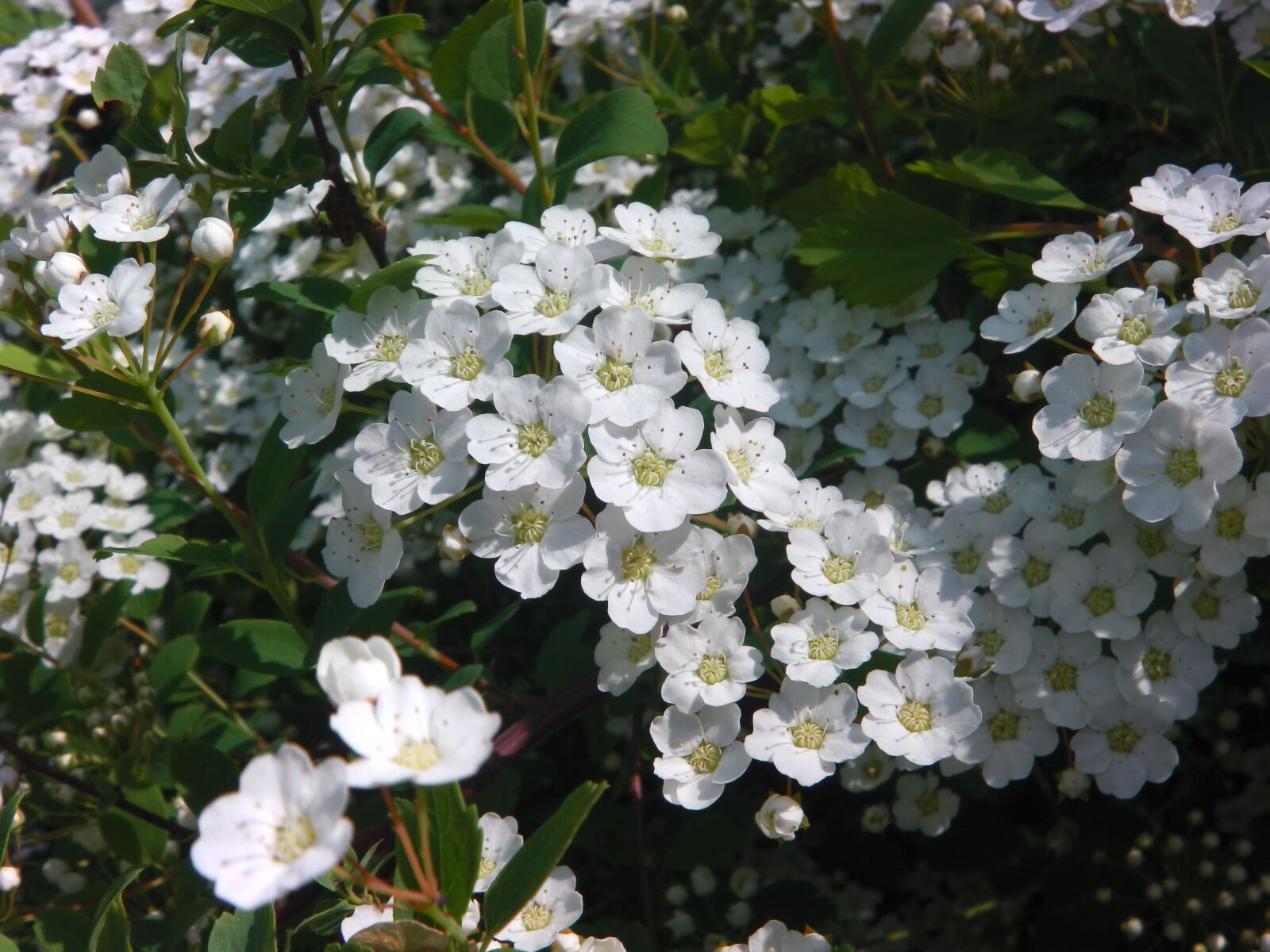 Panasonic HX-DC1 sample photo. Bridal wreath, flower, bloom photography