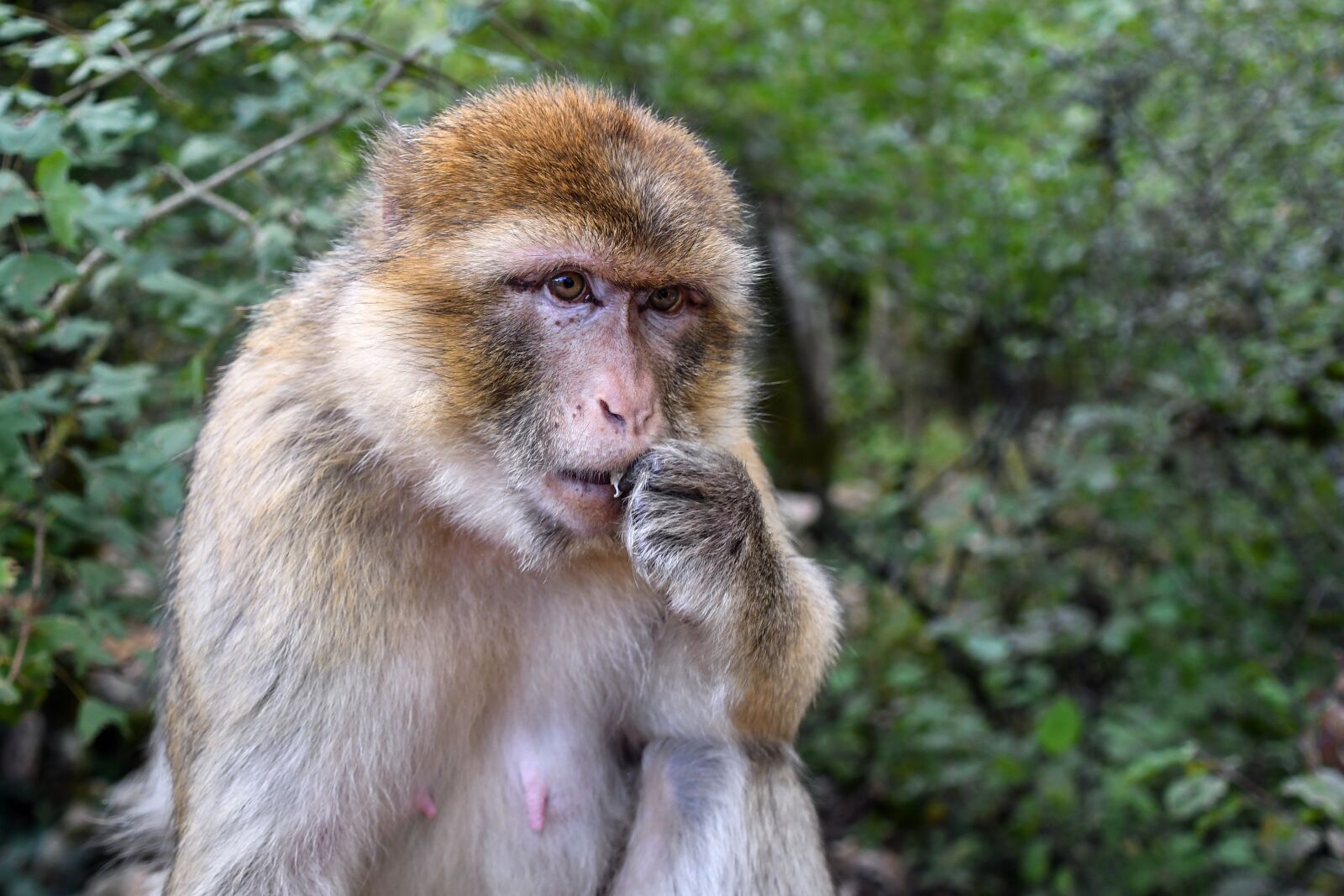 Nikon D500 sample photo. Monkey, barbary macaque, magot photography