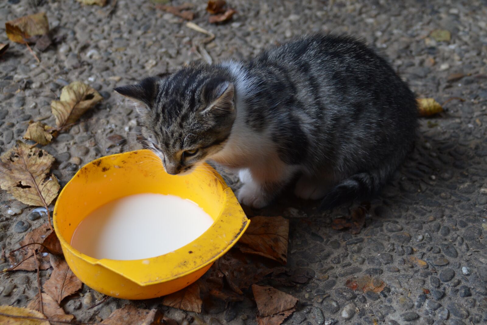 Nikon D3200 sample photo. Cat, drink, mackerel photography
