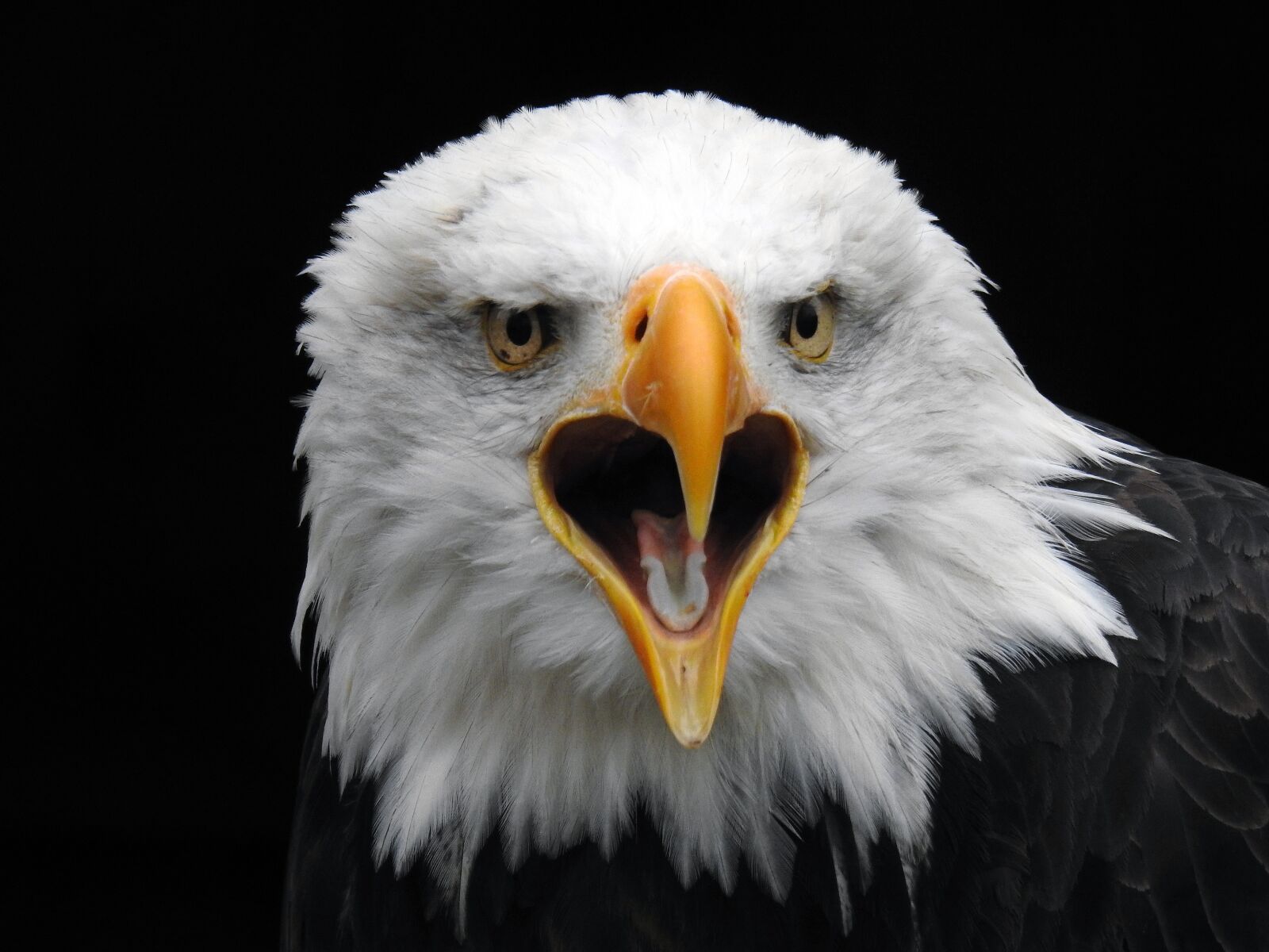 Nikon Coolpix P900 sample photo. Bald eagles, raptor, bird photography