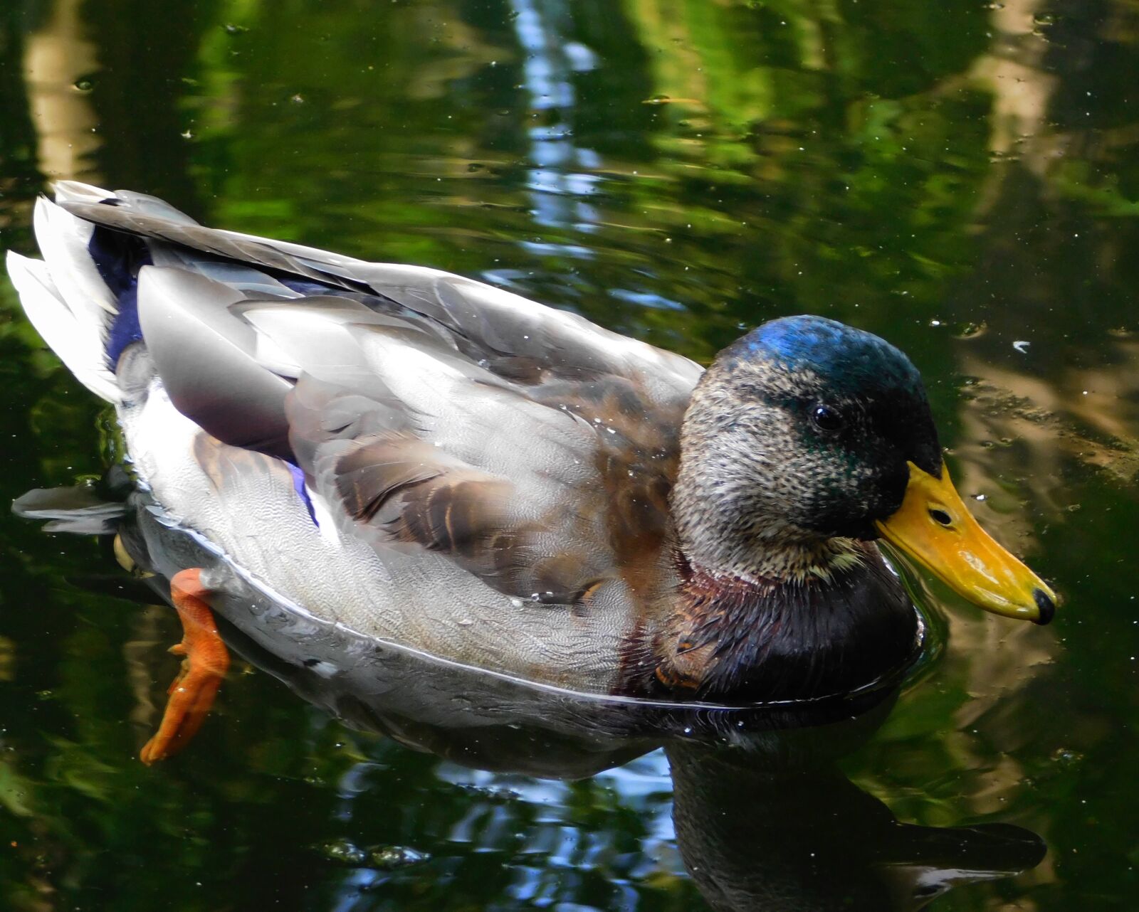 Nikon Coolpix L840 sample photo. Mallard, males, duck photography