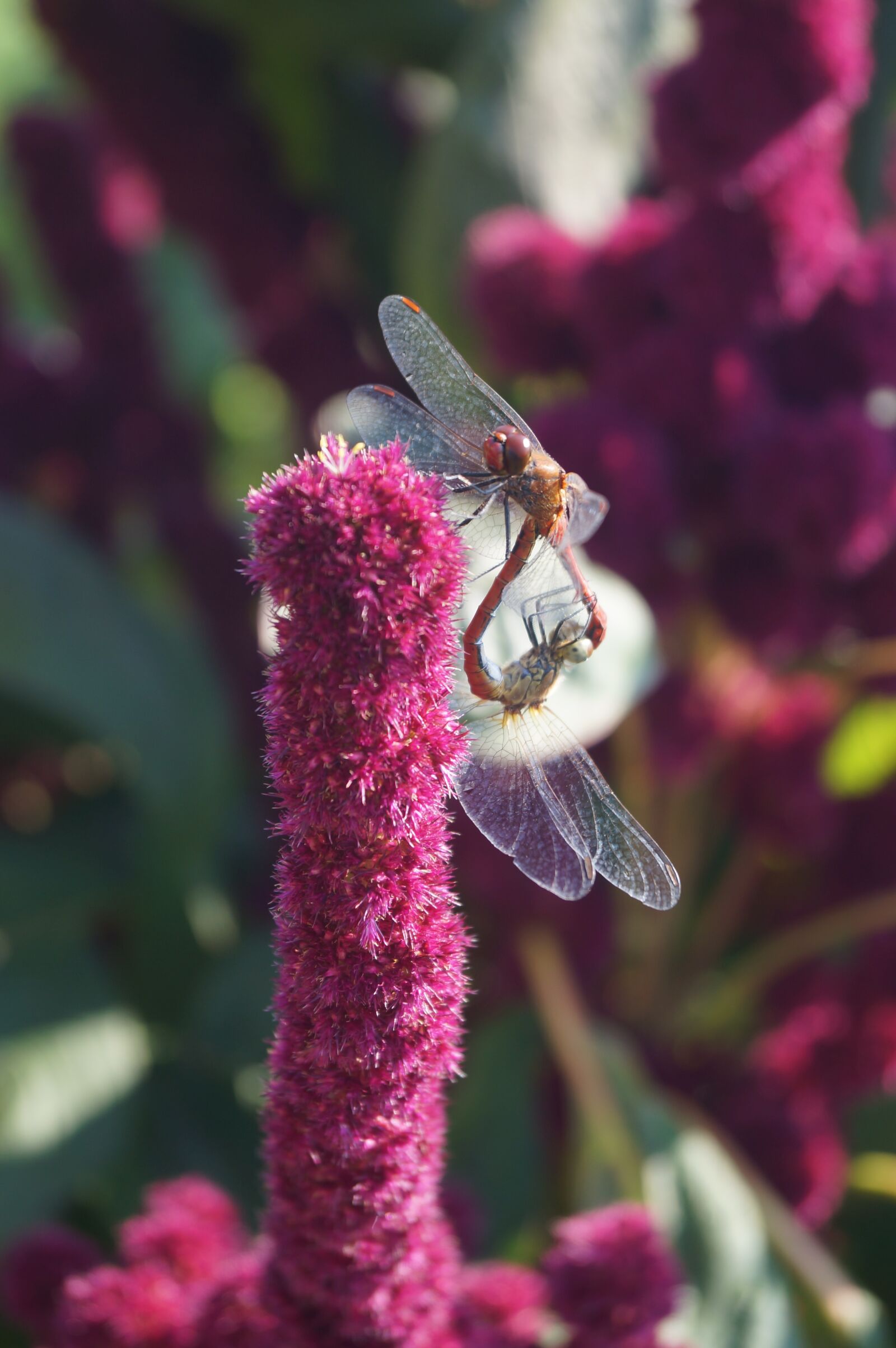 Sony SLT-A37 sample photo. Dragonflies, reproduction, insect photography