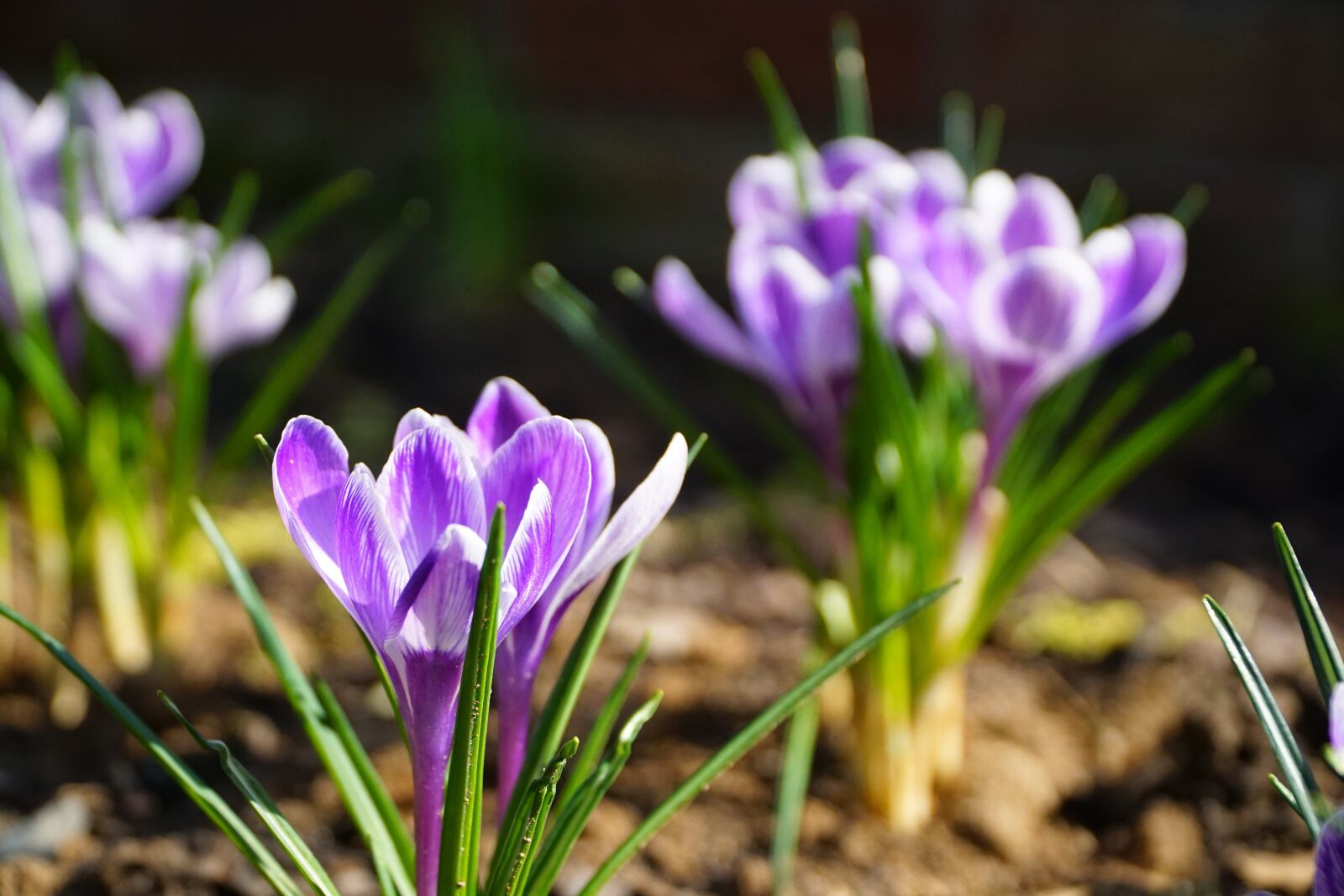 Sony a6000 + Sony E PZ 18-105mm F4 G OSS sample photo. Flower, nature, plant photography