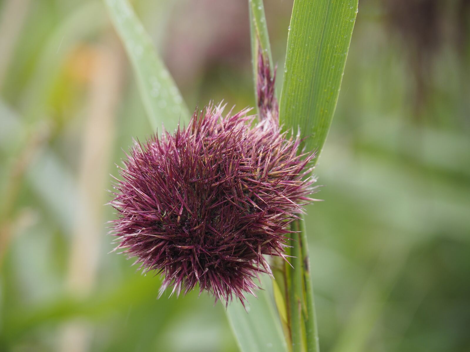 Olympus OM-D E-M10 II sample photo. Nature, autumn, reed photography