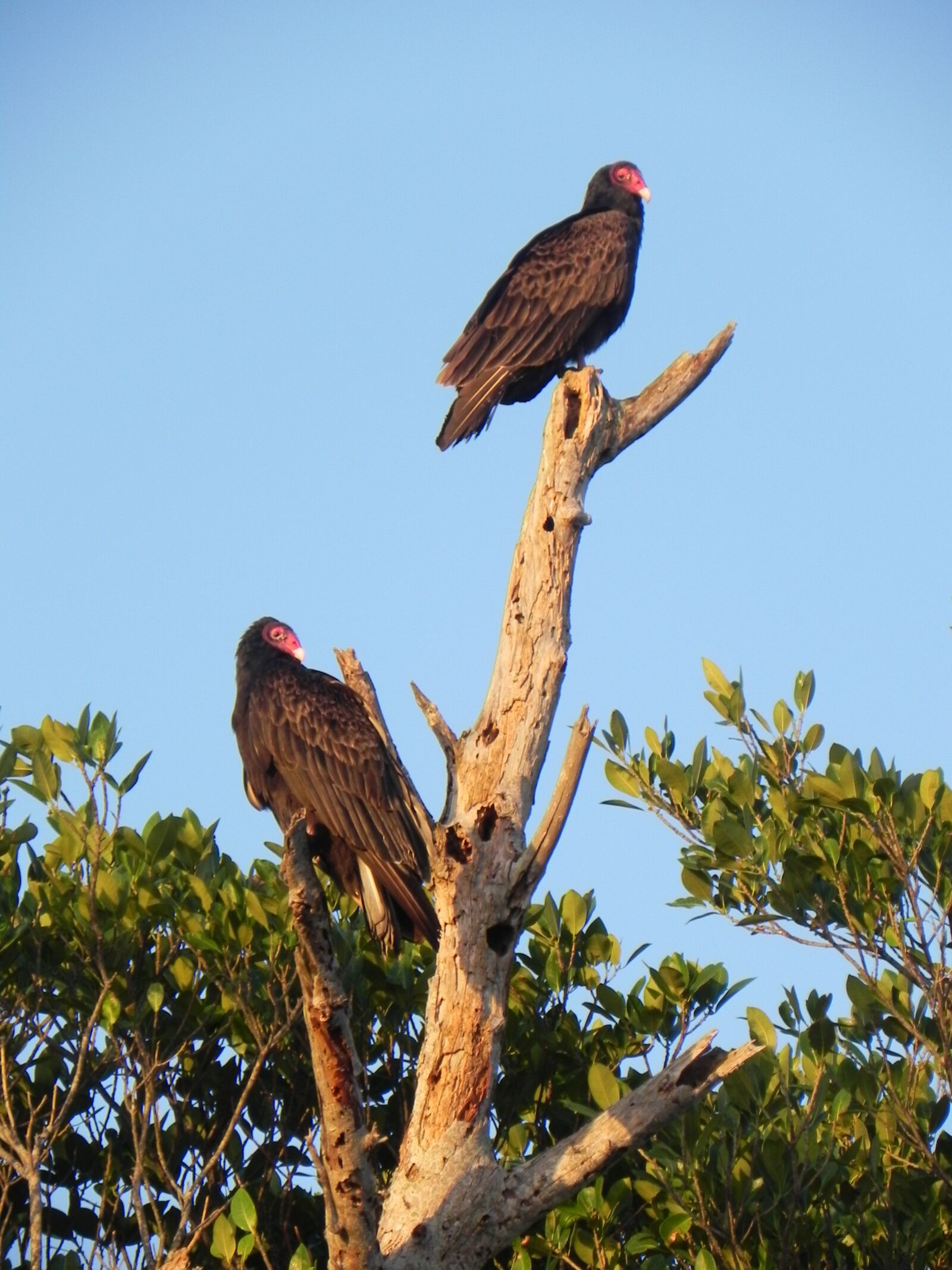 Nikon Coolpix P100 sample photo. Vultures, birds, scavenger photography