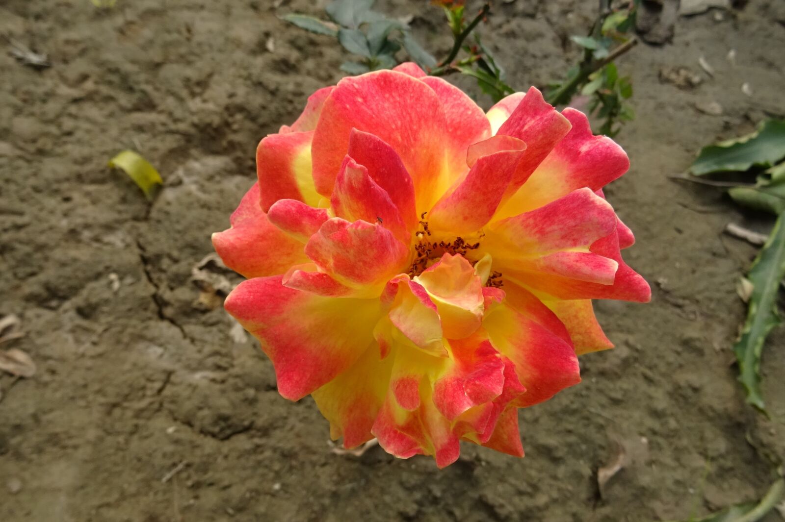 Sony DSC-HX60V sample photo. Rose, flower, bicolor photography