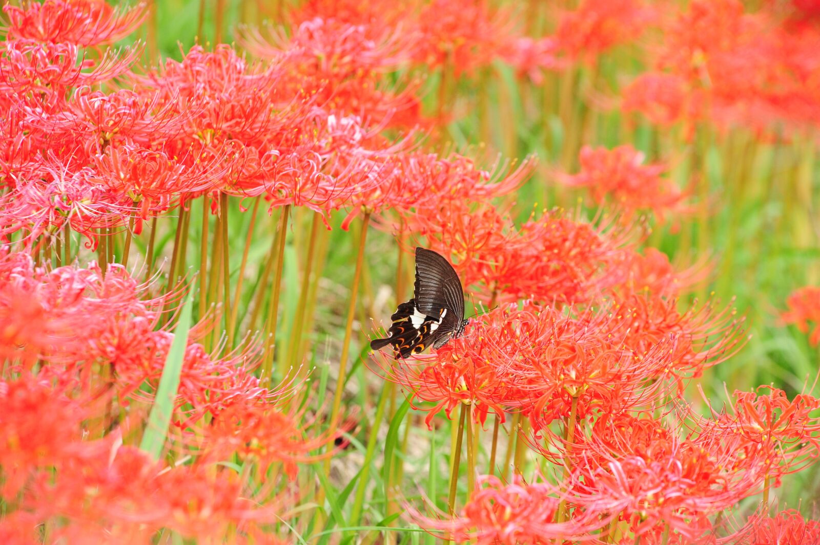Nikon D700 sample photo. Butterfly, amaryllidaceae, autumn photography