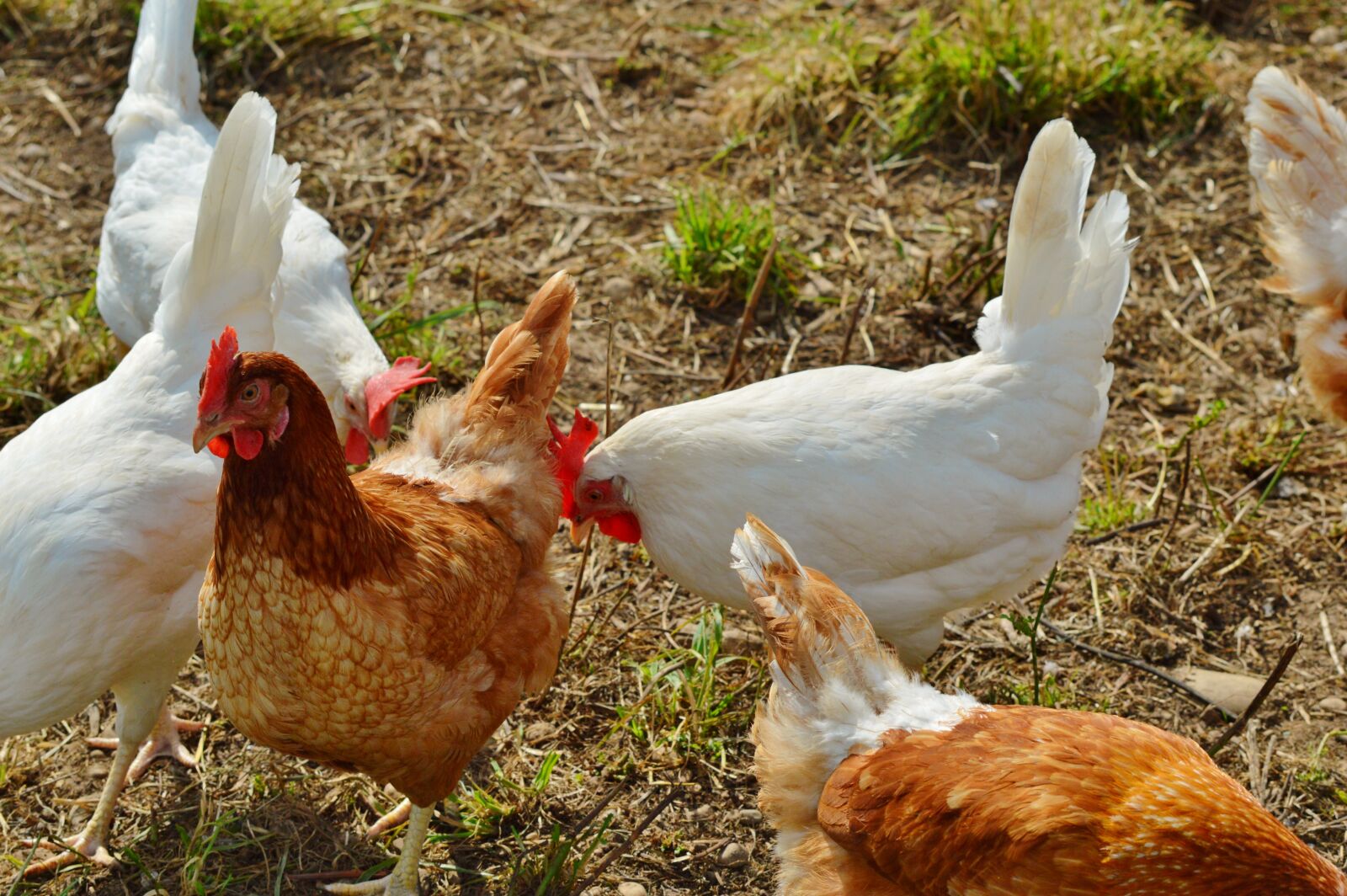 Nikon D3200 sample photo. Chicken, hen, poultry photography