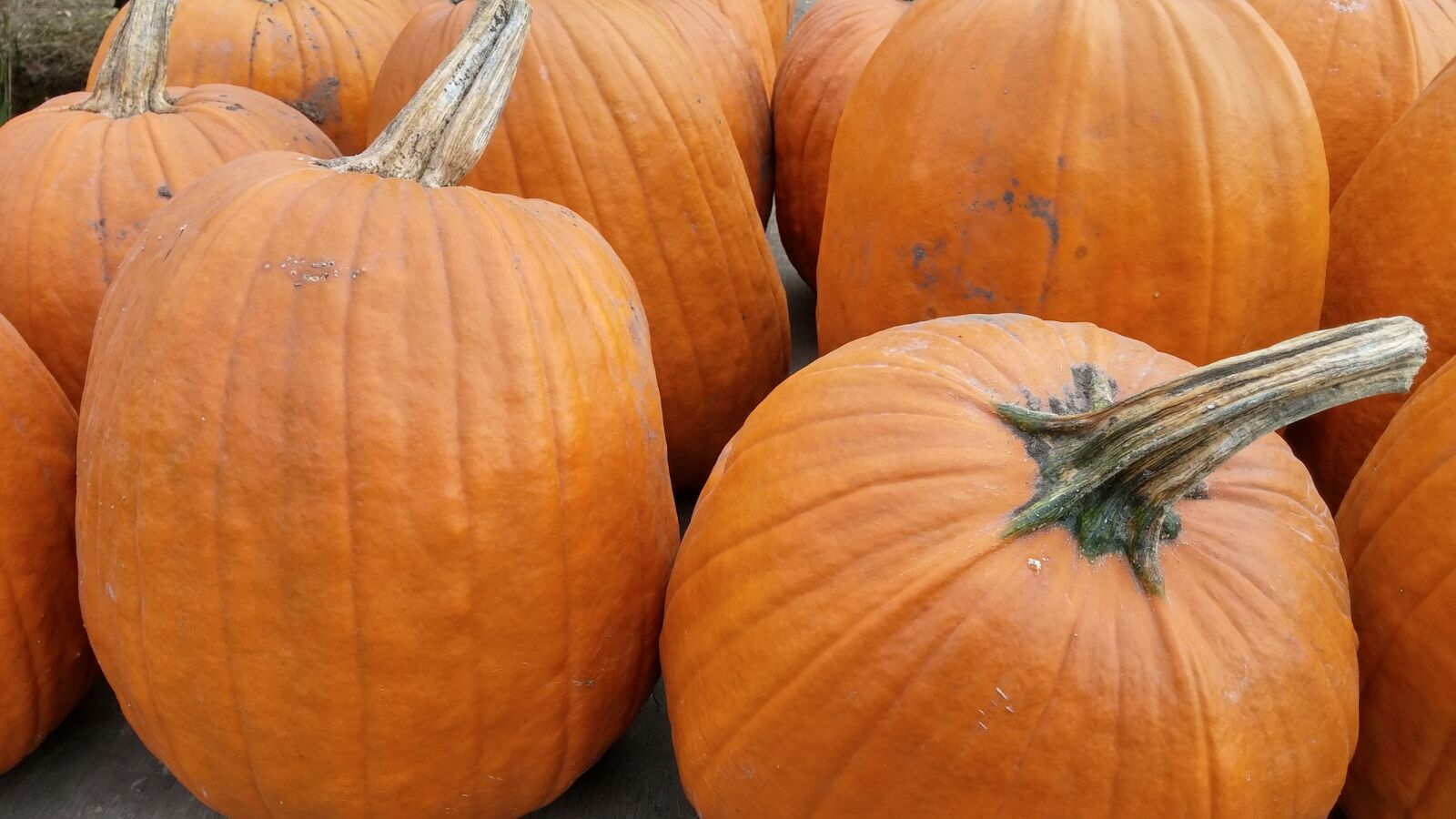 LG G3 sample photo. Pumpkins, fall, harvest photography