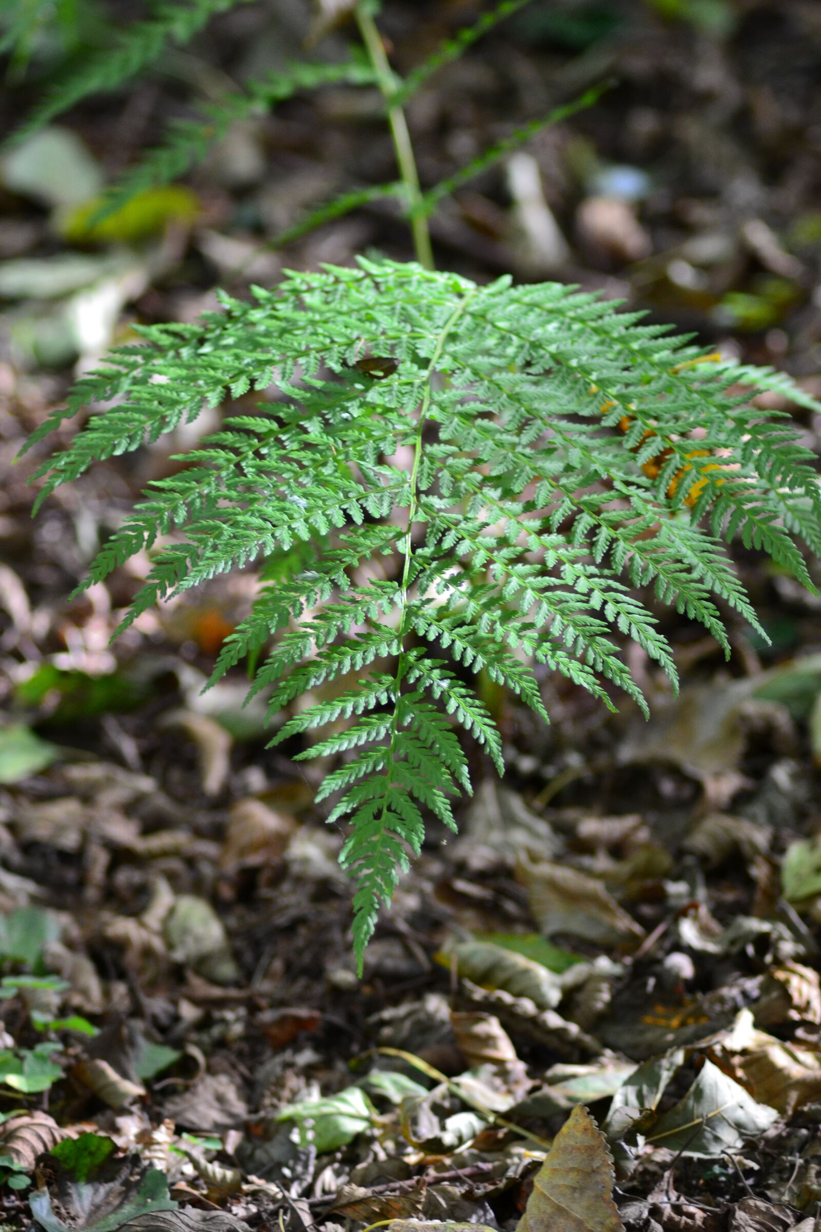 Nikon D3100 sample photo. Forest, fern, close up photography