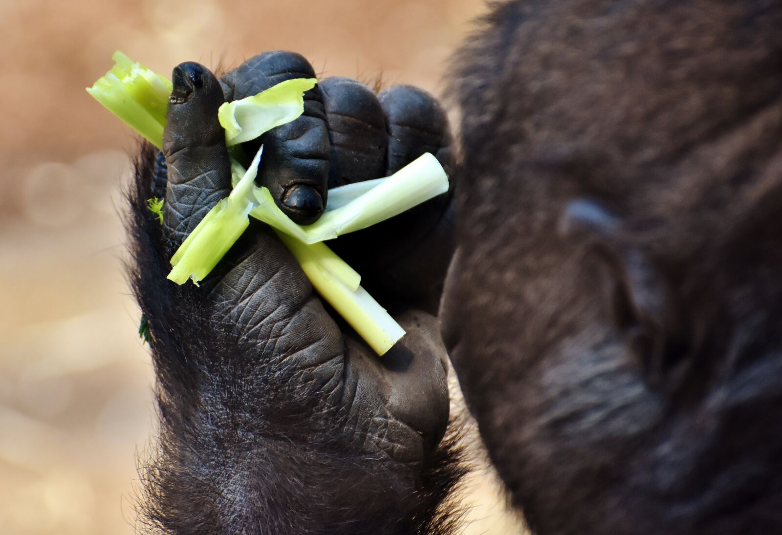 Nikon D7200 sample photo. Gorilla, feeding, hungry photography