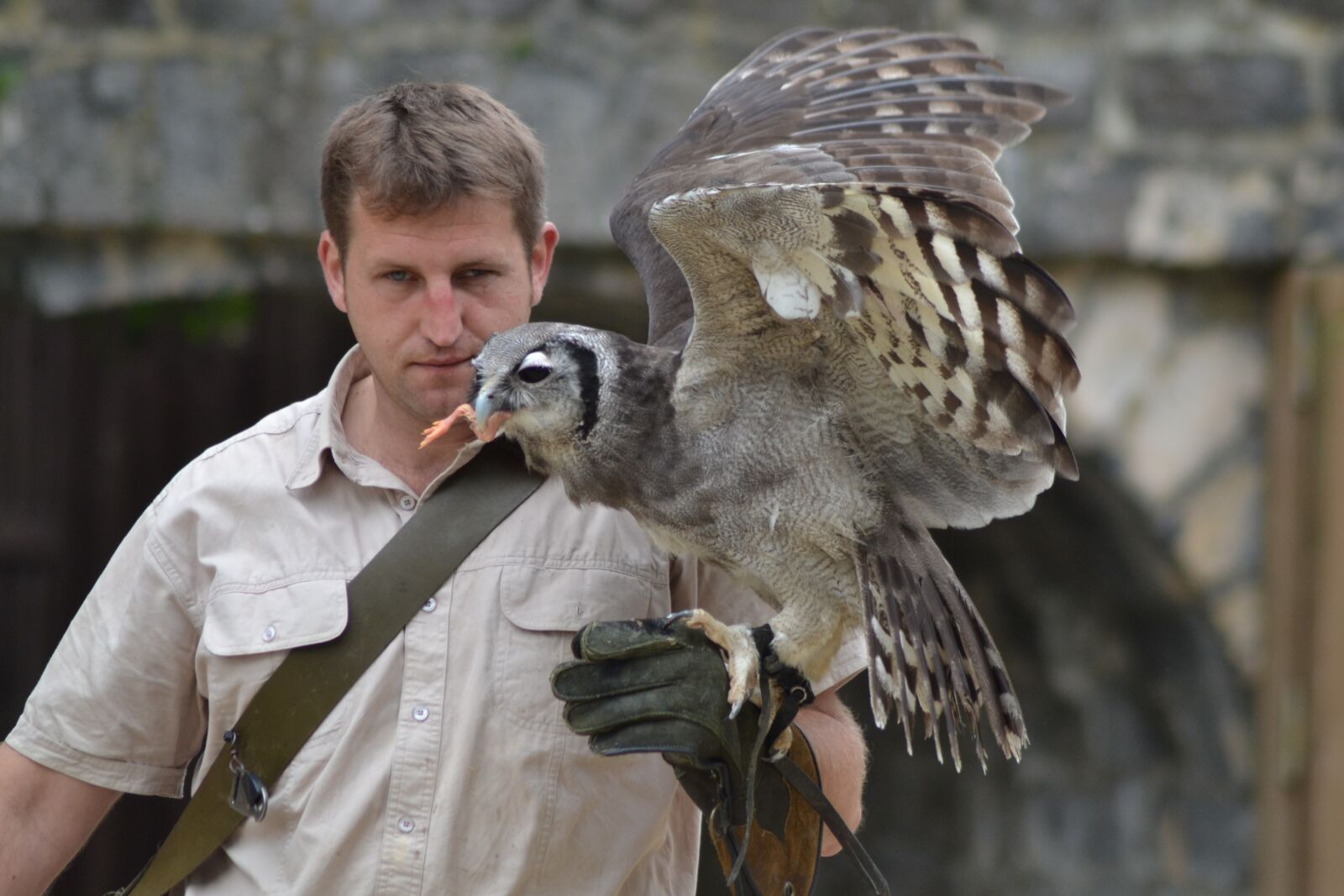Nikon D3100 sample photo. Bird, raptor, owl photography