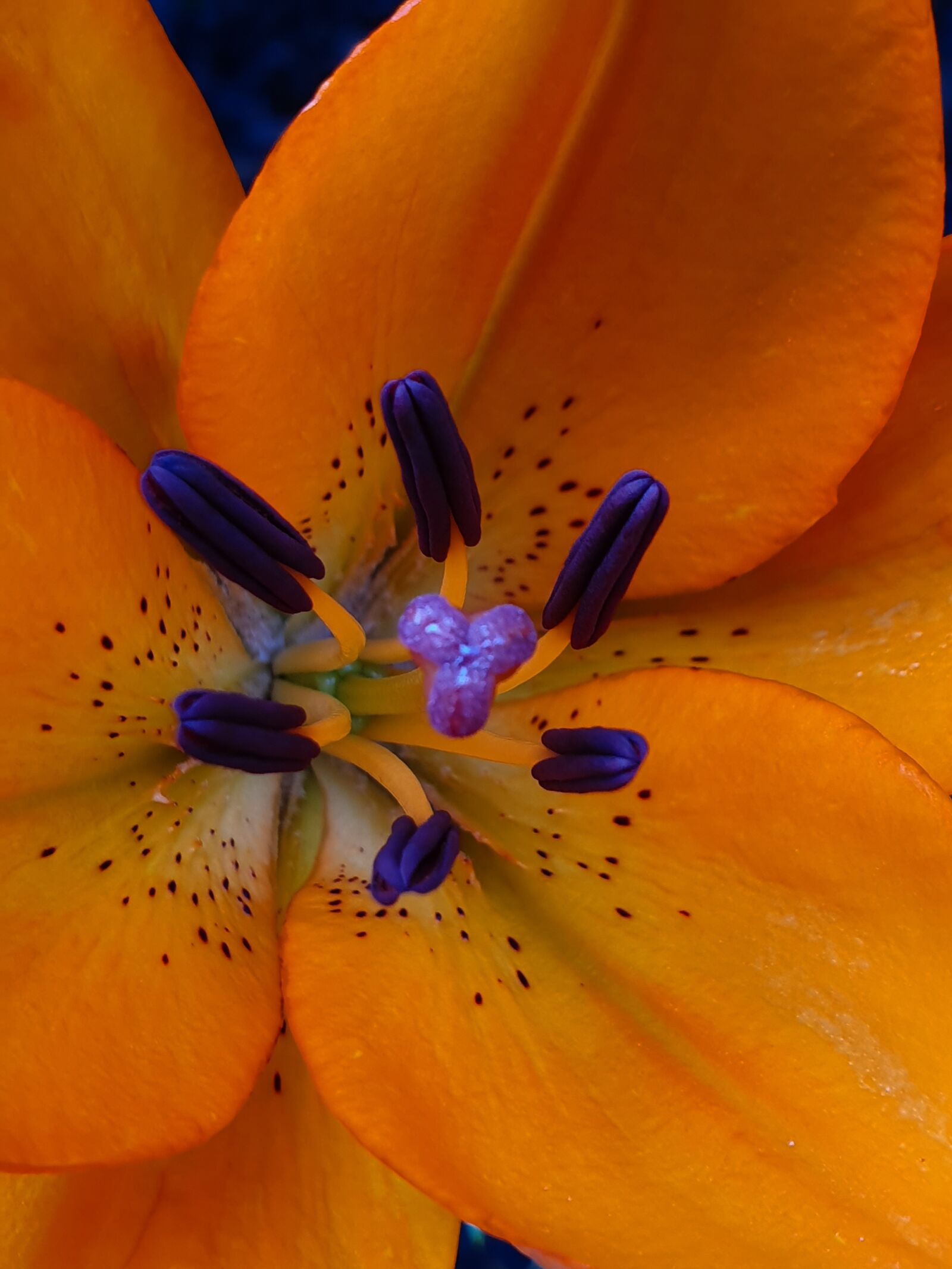 Samsung Galaxy S10+ sample photo. Lily, blossom, bloom photography