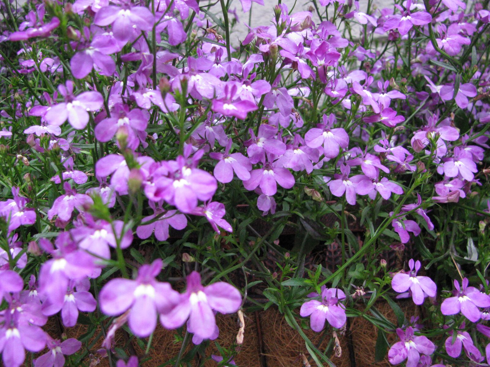 Canon POWERSHOT SX100 IS sample photo. Purple, flowers, garden photography