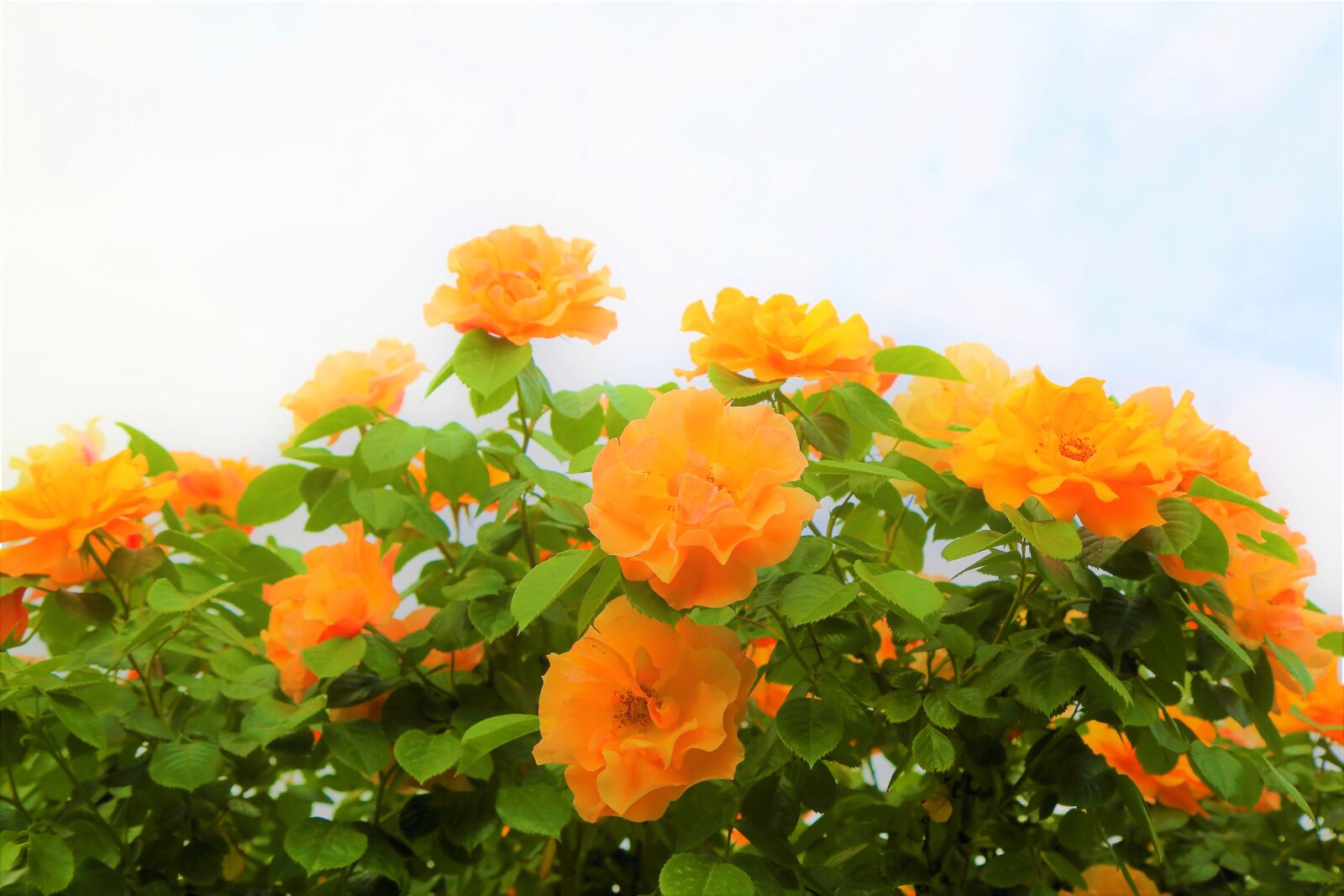 Canon EOS 5D Mark III sample photo. Rose, nature, flower photography