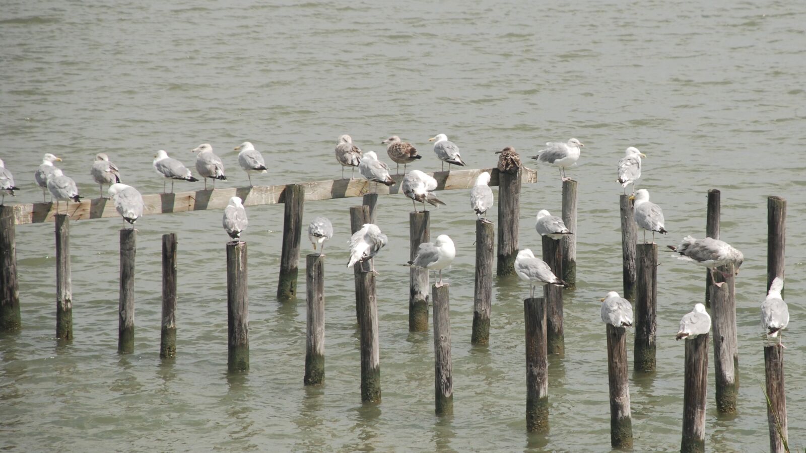 Nikon D80 sample photo. Tangier island, birds, bay photography
