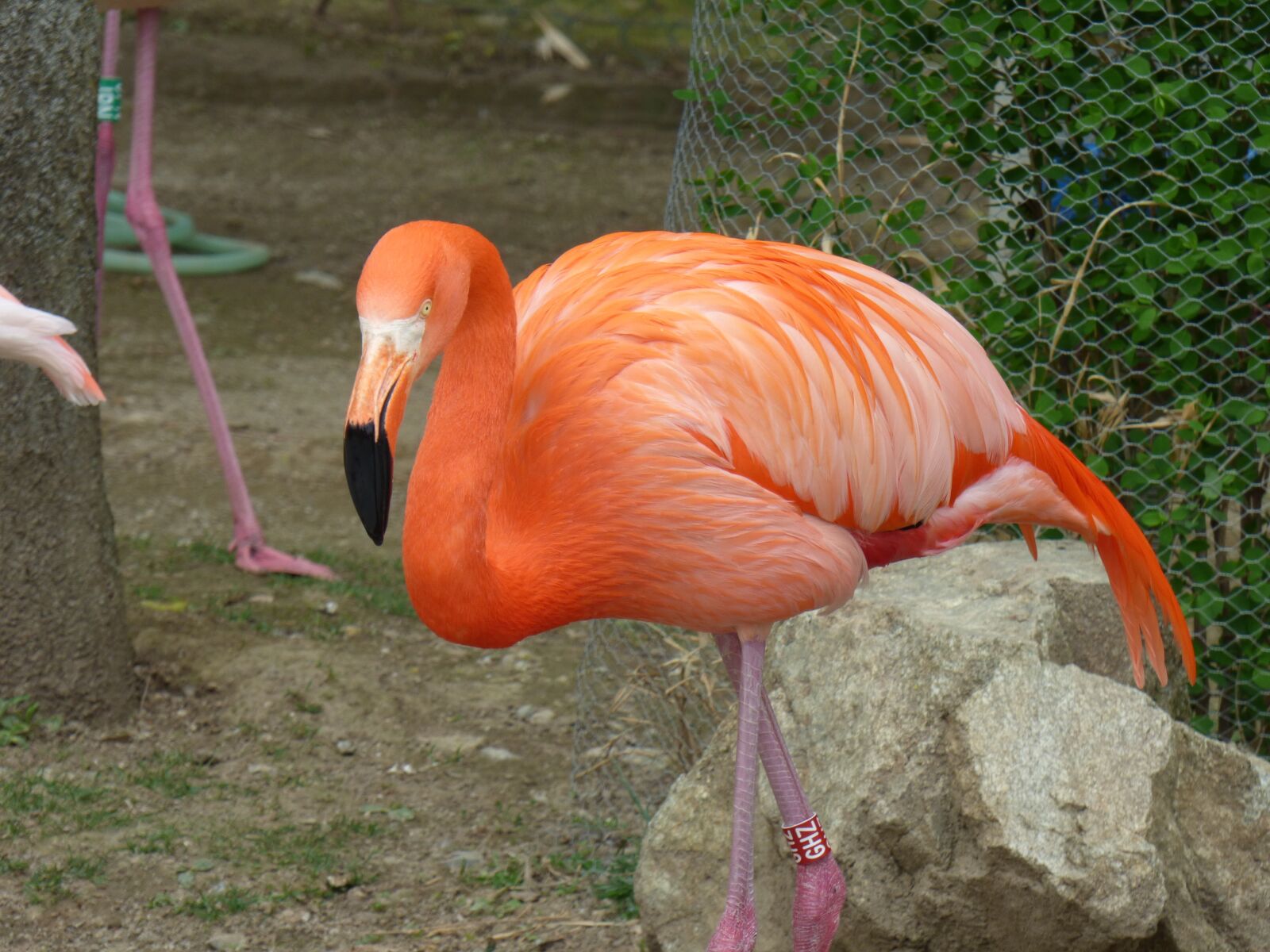 Panasonic DMC-FZ72 sample photo. The greater flamingo, nature photography