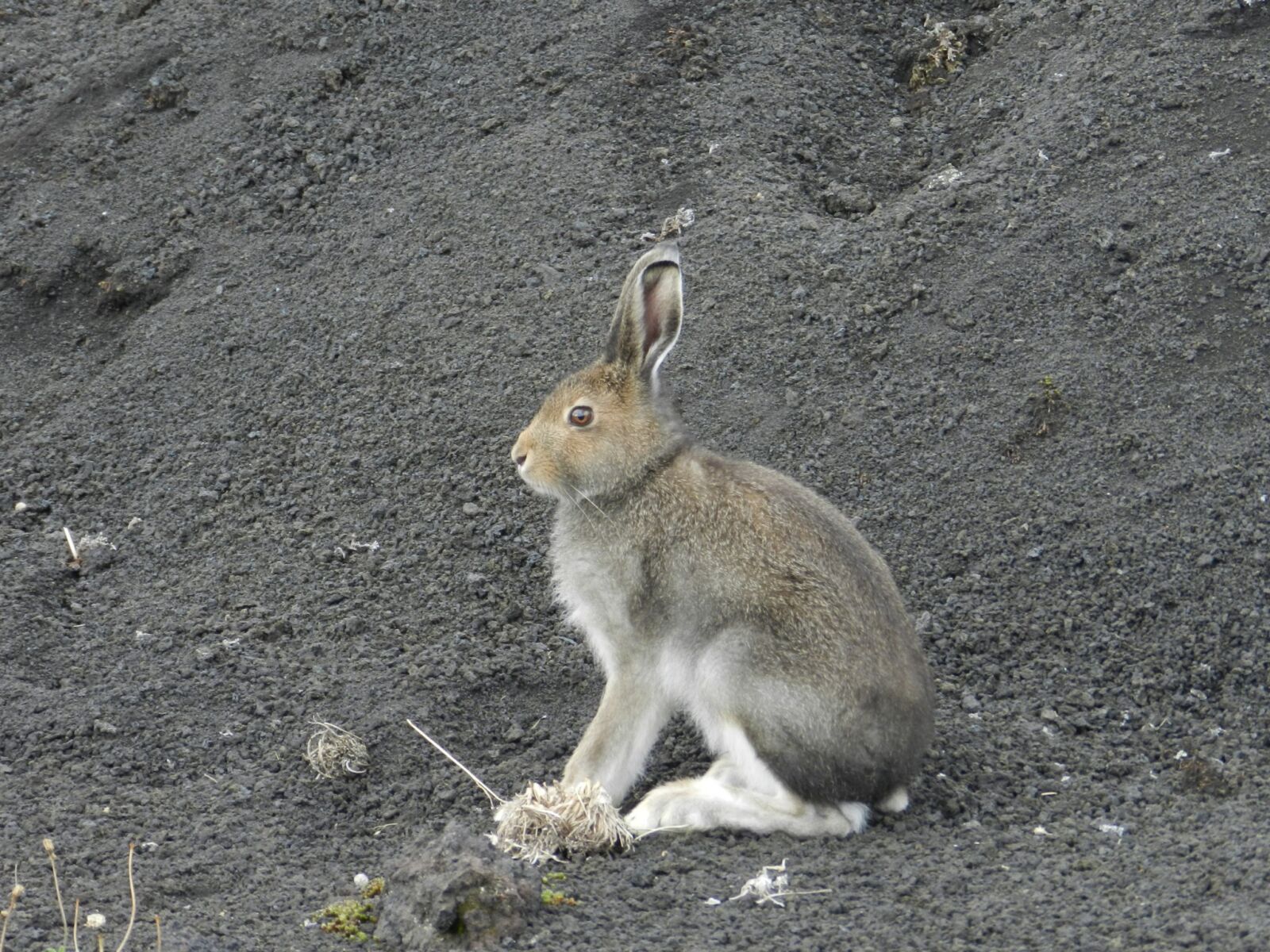 Nikon Coolpix P500 sample photo. Hare, nora, disguise photography