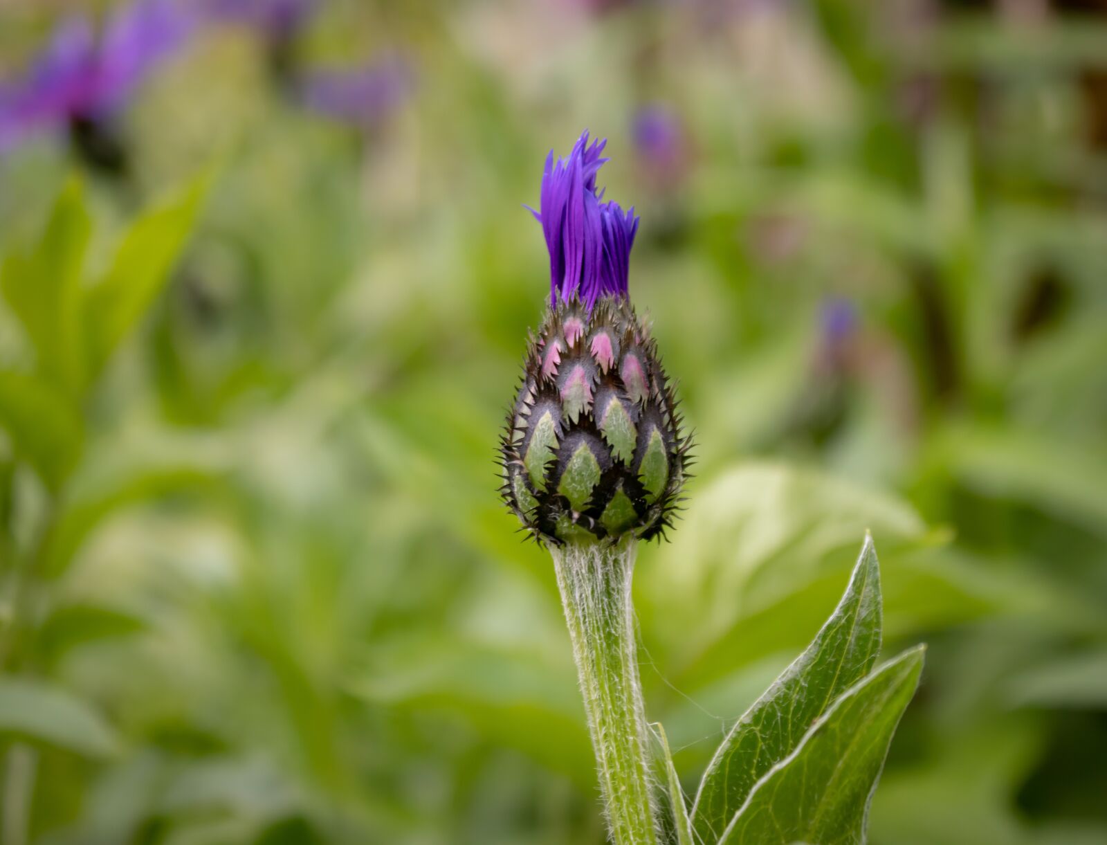 Canon EOS 200D (EOS Rebel SL2 / EOS Kiss X9) sample photo. Cornflower, flower, blue photography