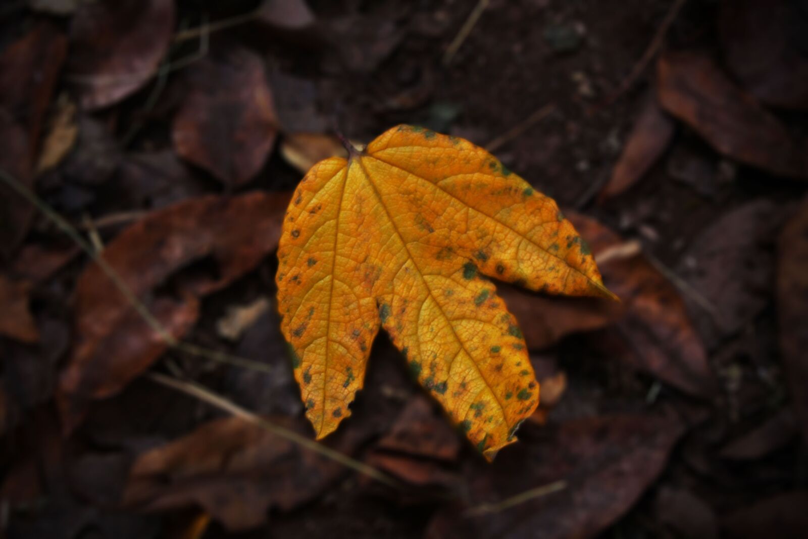 Canon EOS 50D sample photo. Hoja, leaf, yellow photography