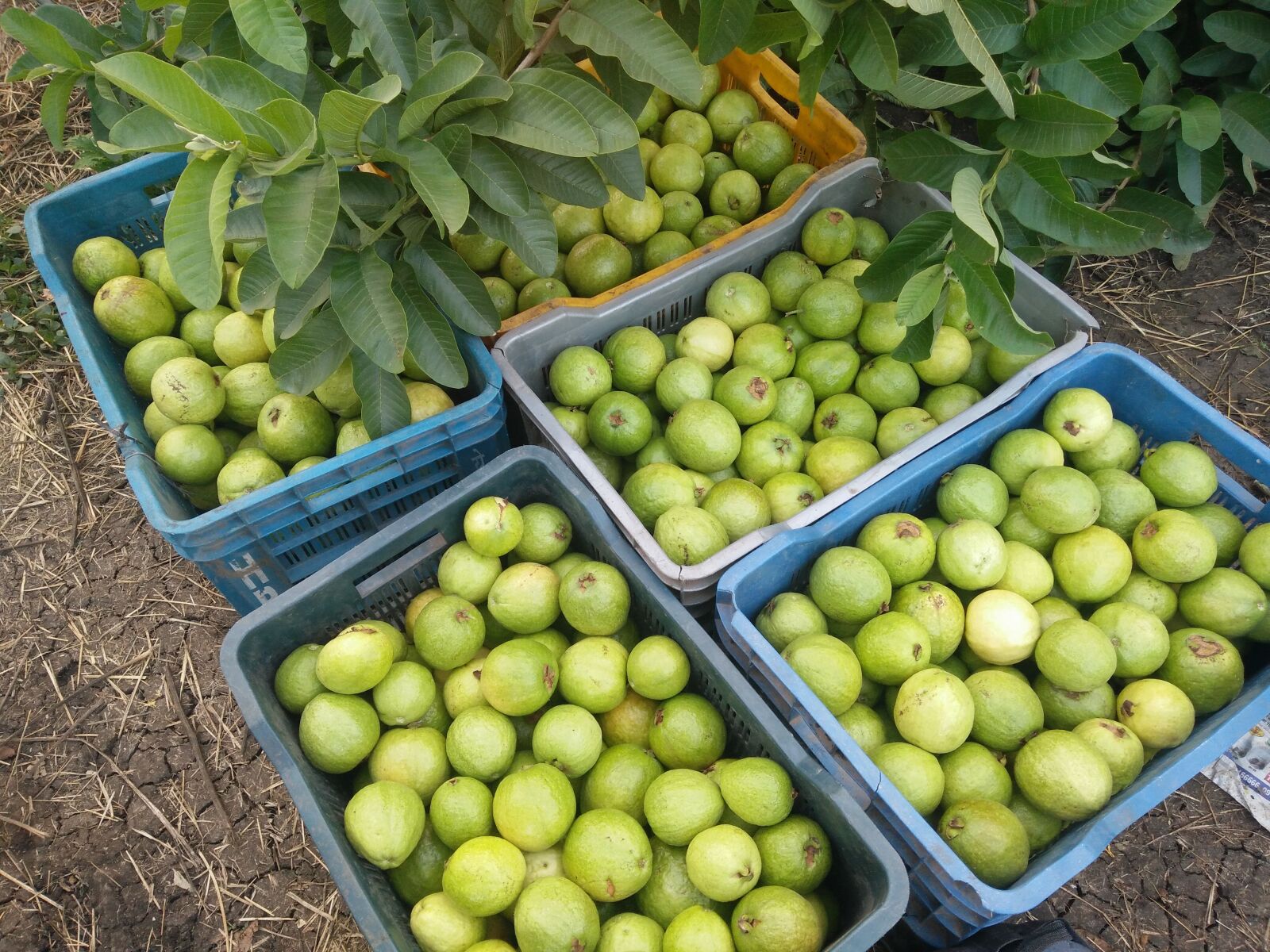 OnePlus ONE E1003 sample photo. Guava, guava tree, tropical photography