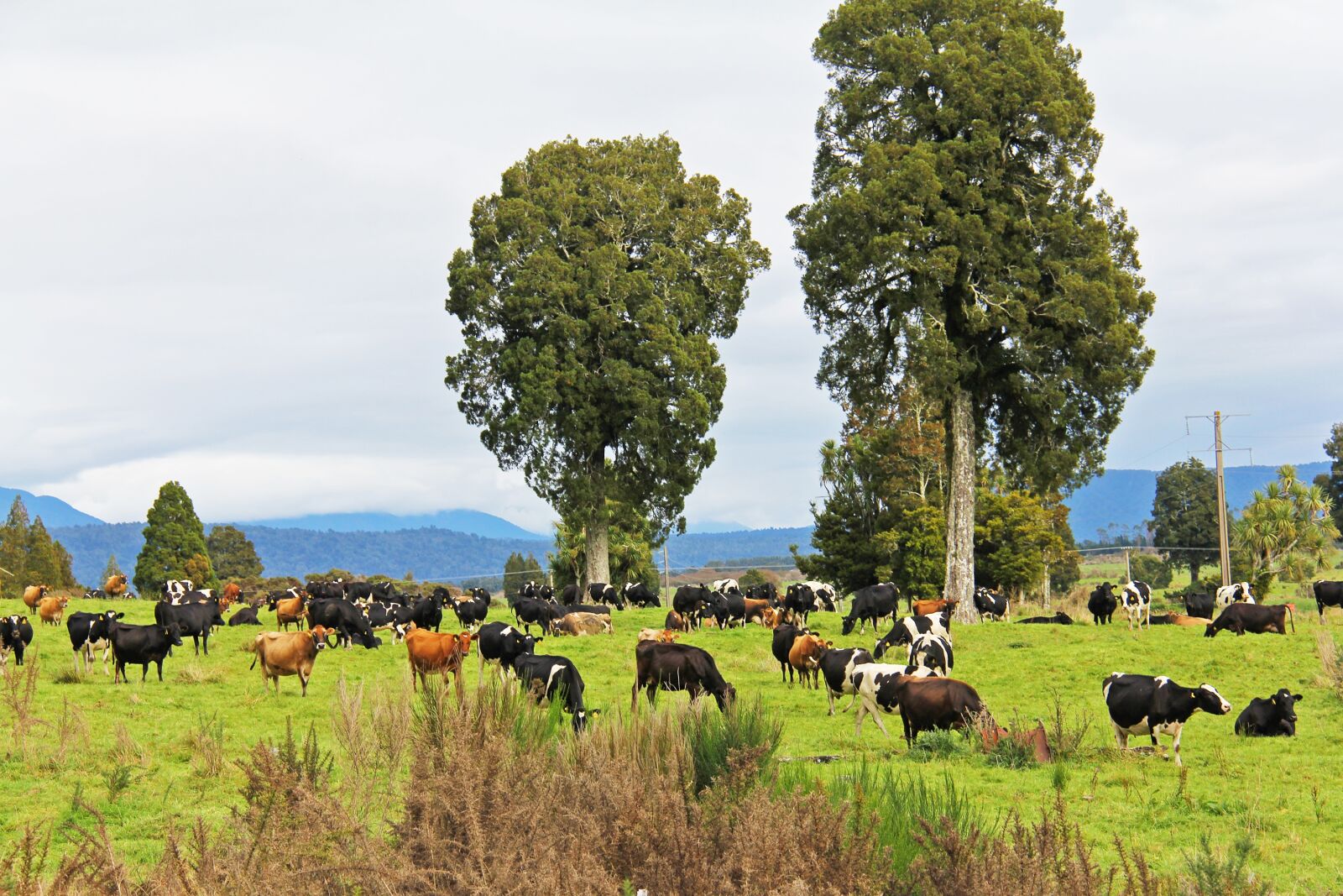 Canon EF-S 18-200mm F3.5-5.6 IS sample photo. Cow, farm, state highway 6 photography