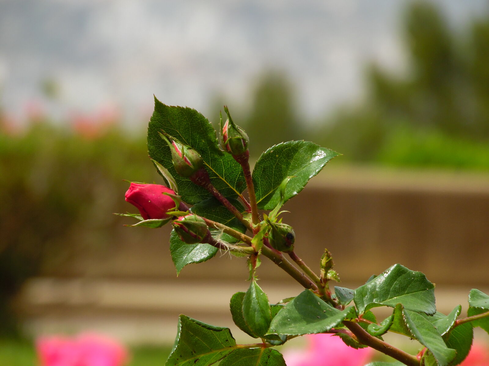 Samsung WB1100F/WB1101F/WB1102F sample photo