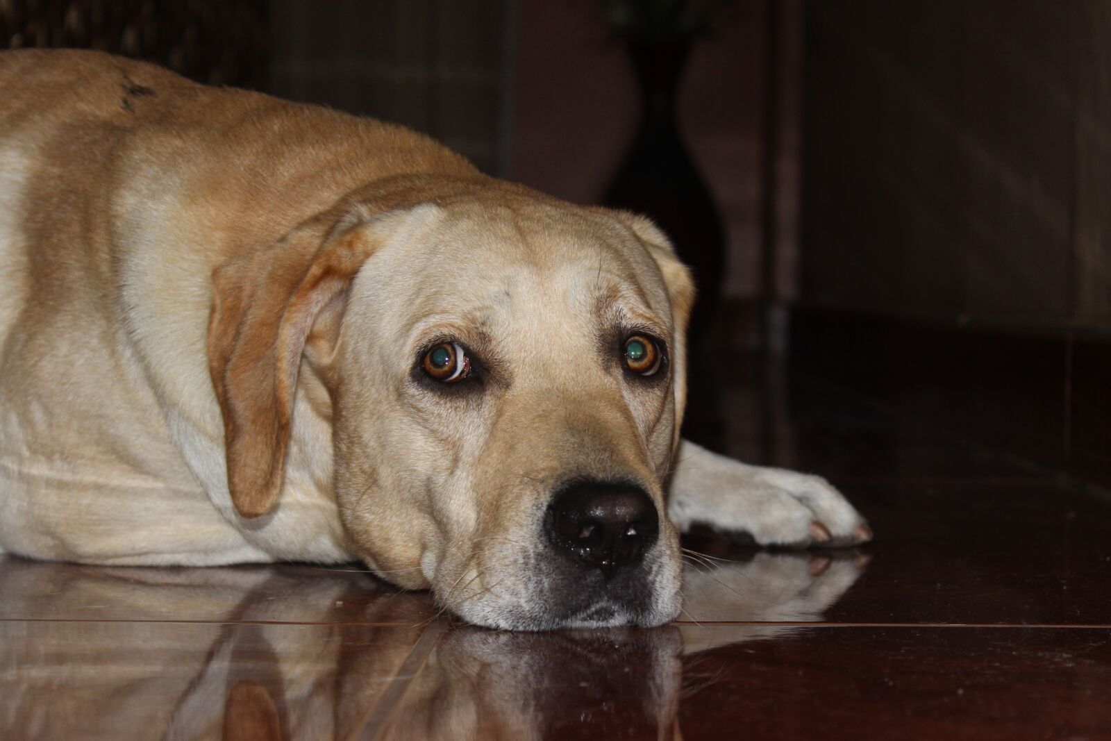 Canon EOS 600D (Rebel EOS T3i / EOS Kiss X5) sample photo. Dog, pet photography