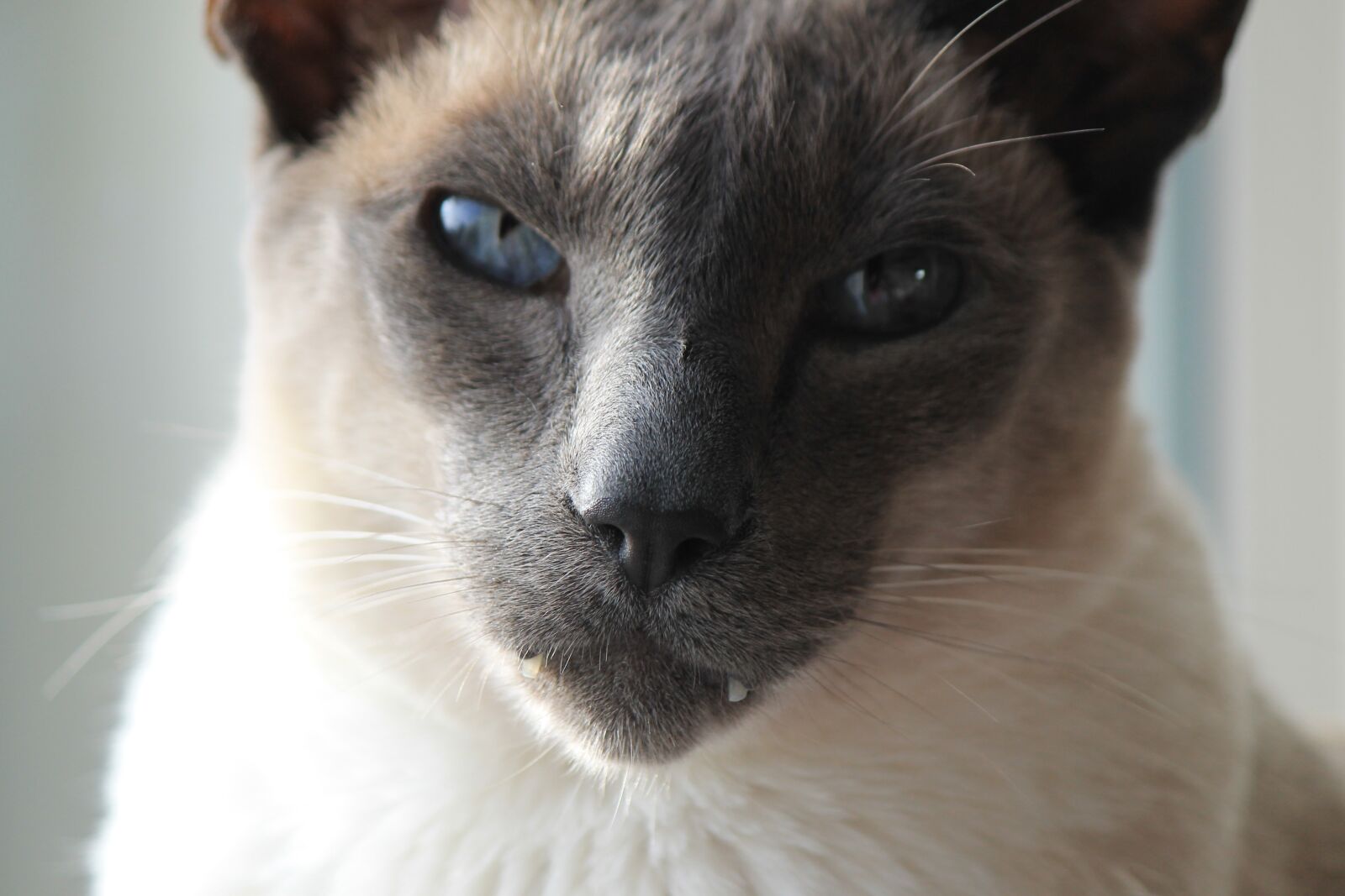 Canon EOS 1100D (EOS Rebel T3 / EOS Kiss X50) sample photo. Siamese, cat, pet photography