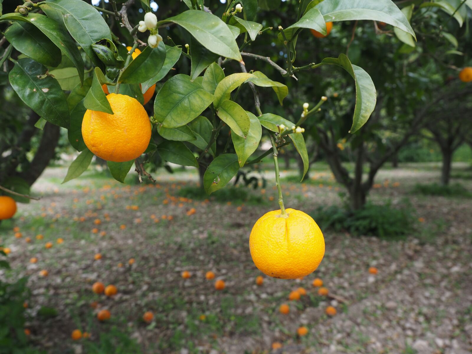Olympus OM-D E-M1 + Olympus M.Zuiko Digital ED 12-40mm F2.8 Pro sample photo. Orange, fruit, orange tree photography