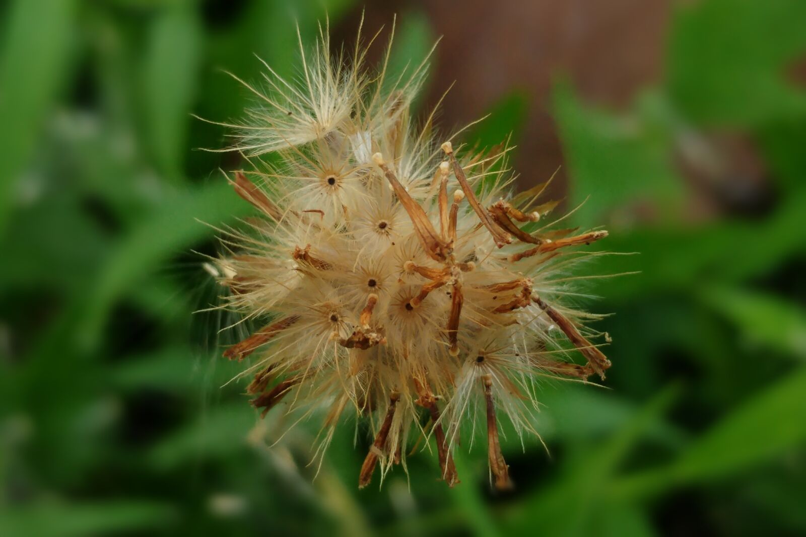 LG G5 sample photo. Flying seeds, fluffy, wind photography
