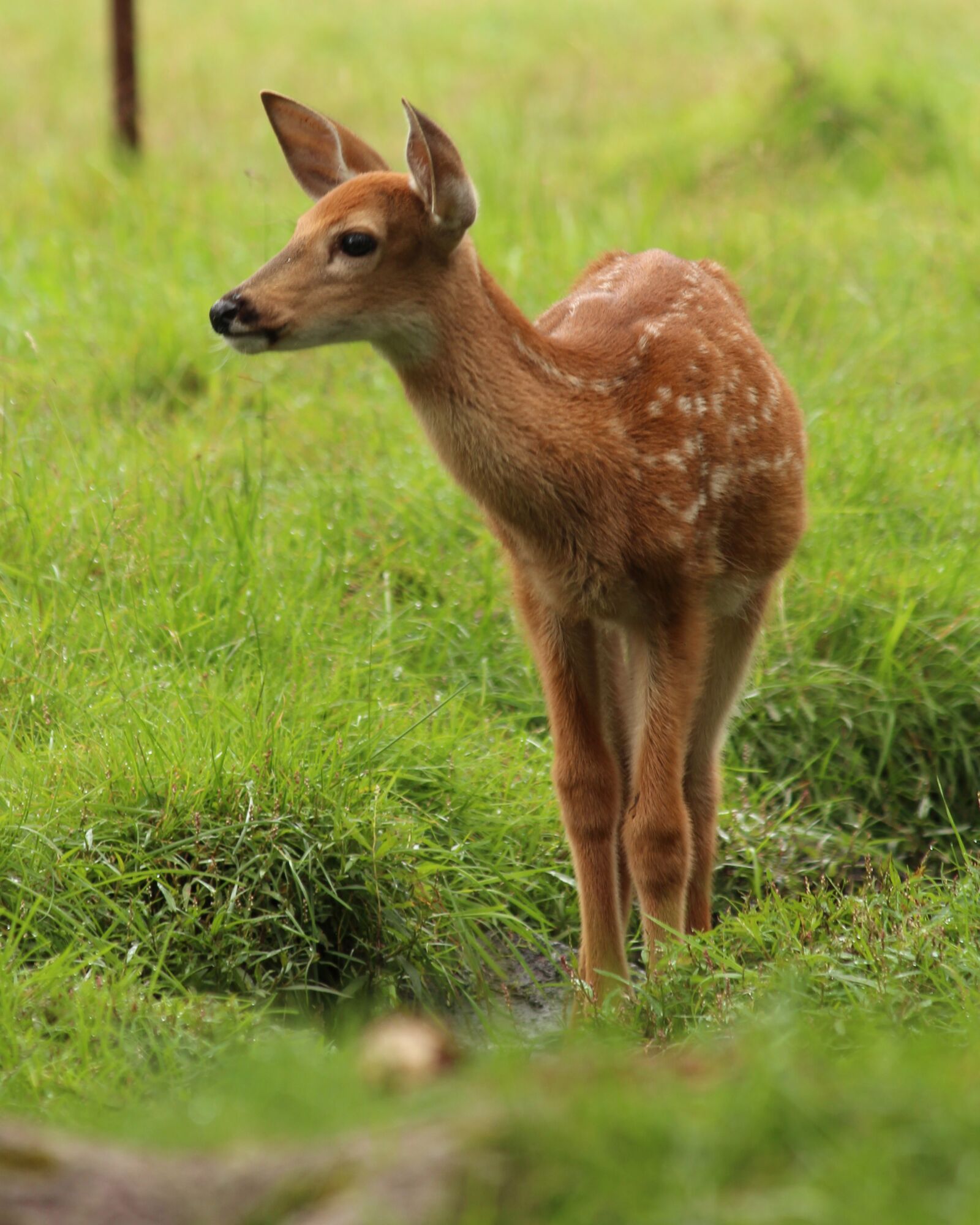 Canon EOS 650D (EOS Rebel T4i / EOS Kiss X6i) + Canon EF-S 55-250mm F4-5.6 IS II sample photo. Fawn, whitetail deer, animal photography