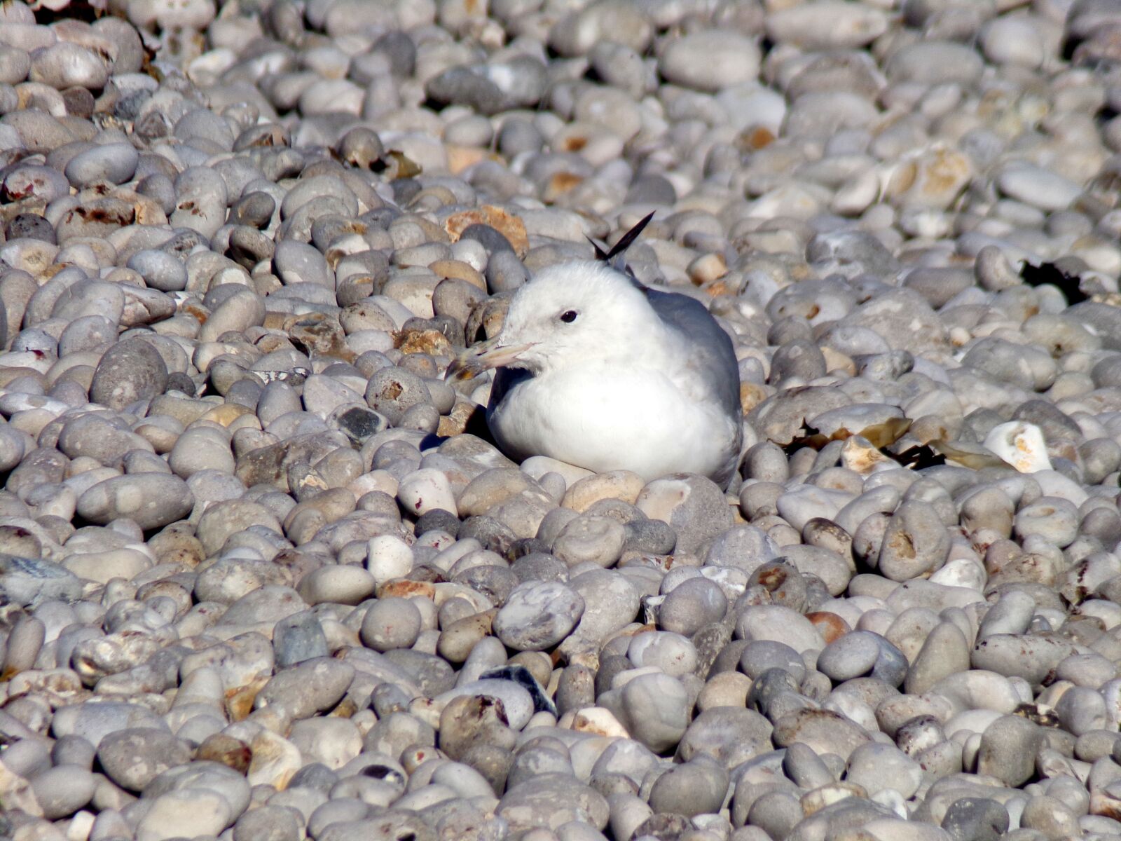 JK KODAK PIXPRO AZ421 sample photo. Gull, beach, sea photography
