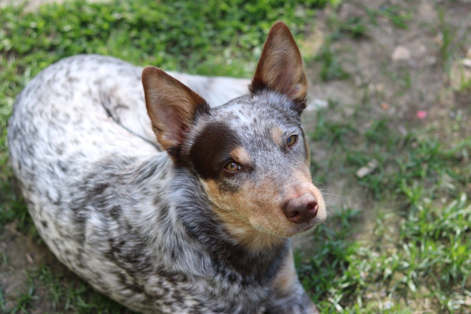Canon EOS 750D (EOS Rebel T6i / EOS Kiss X8i) sample photo. Gus, cattle dog, chocolate photography