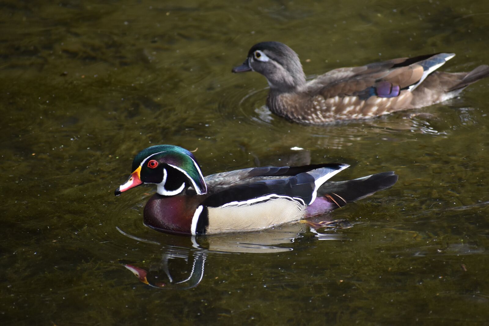 Nikon D3500 sample photo. Ducks, water, pond photography