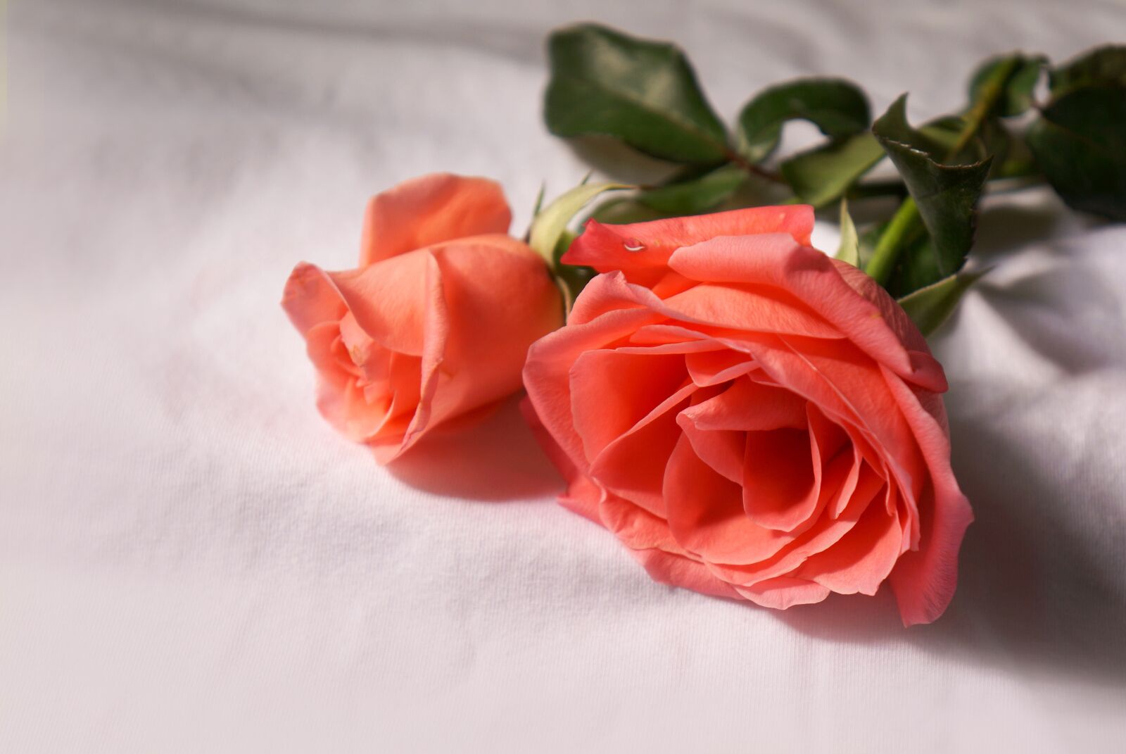 Sony Alpha NEX-F3 + Sony E 18-55mm F3.5-5.6 OSS sample photo. Emotion, roses, beauty photography