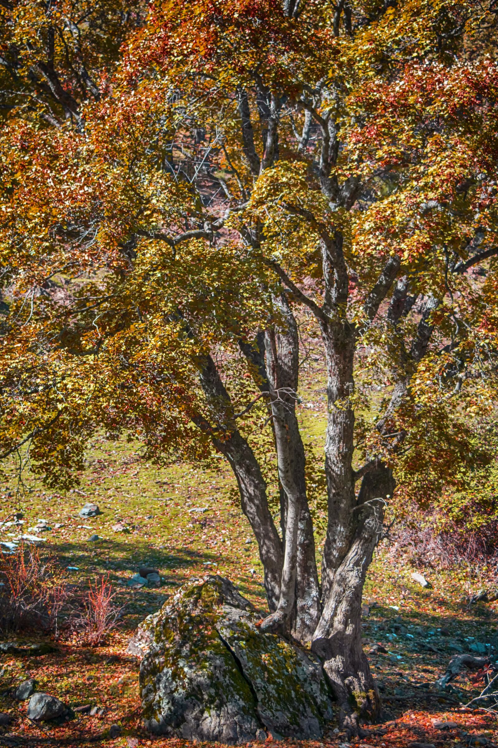 Nikon D3300 sample photo. Tree, autumn, colorful photography