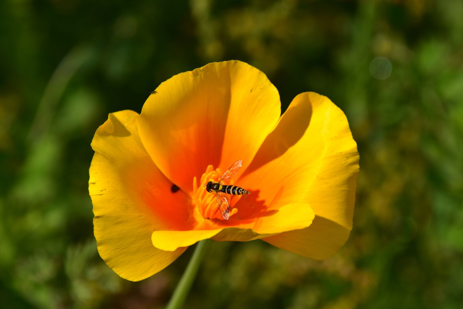 Nikon D5600 sample photo. Flower, flower color yellow photography