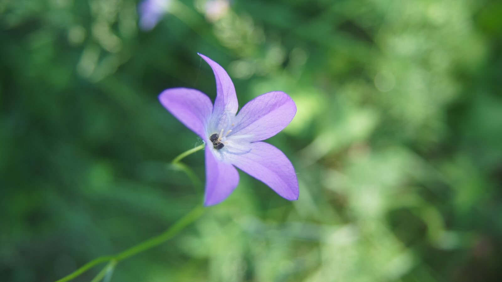 Sony SLT-A55 (SLT-A55V) + Sony DT 18-55mm F3.5-5.6 SAM sample photo. Bellflower, wildflowers, flower photography