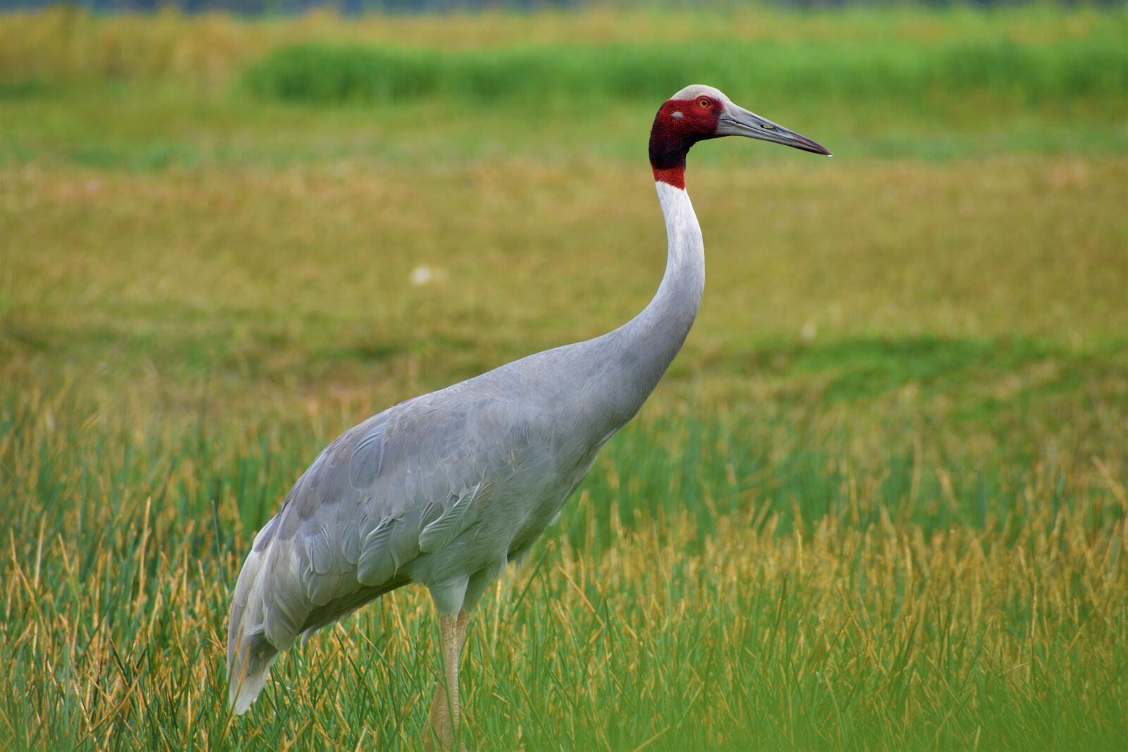 Nikon D5600 sample photo. Nature, bird, animal photography